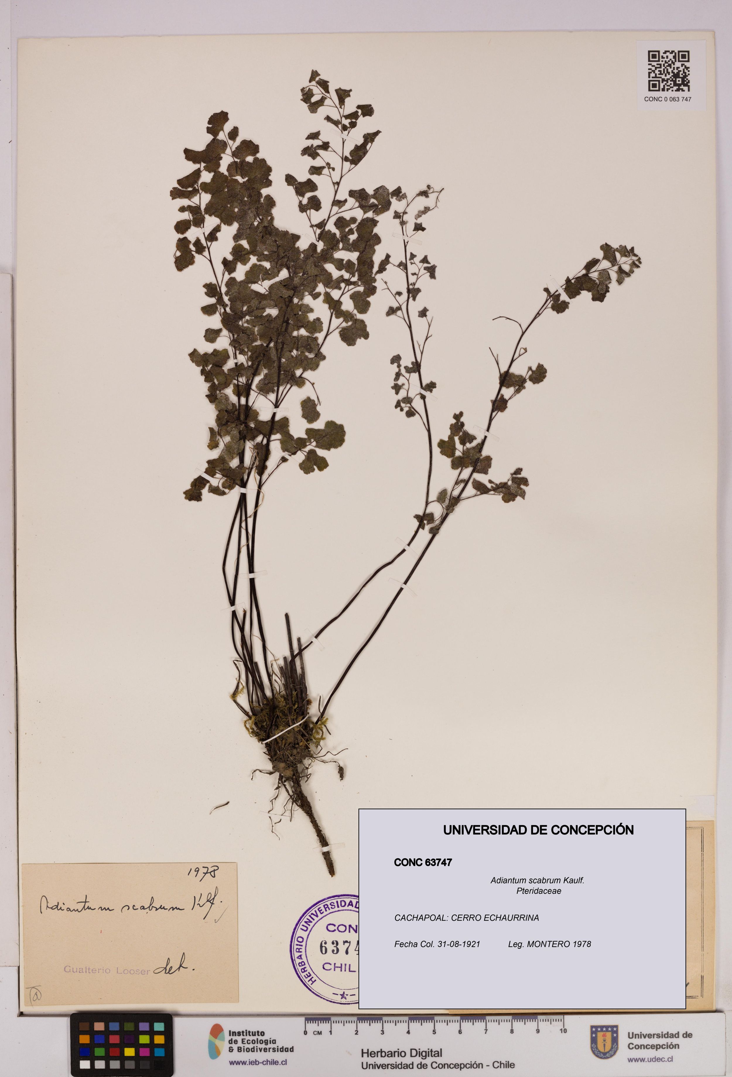 Adiantum scabrum [Espécimen: ]