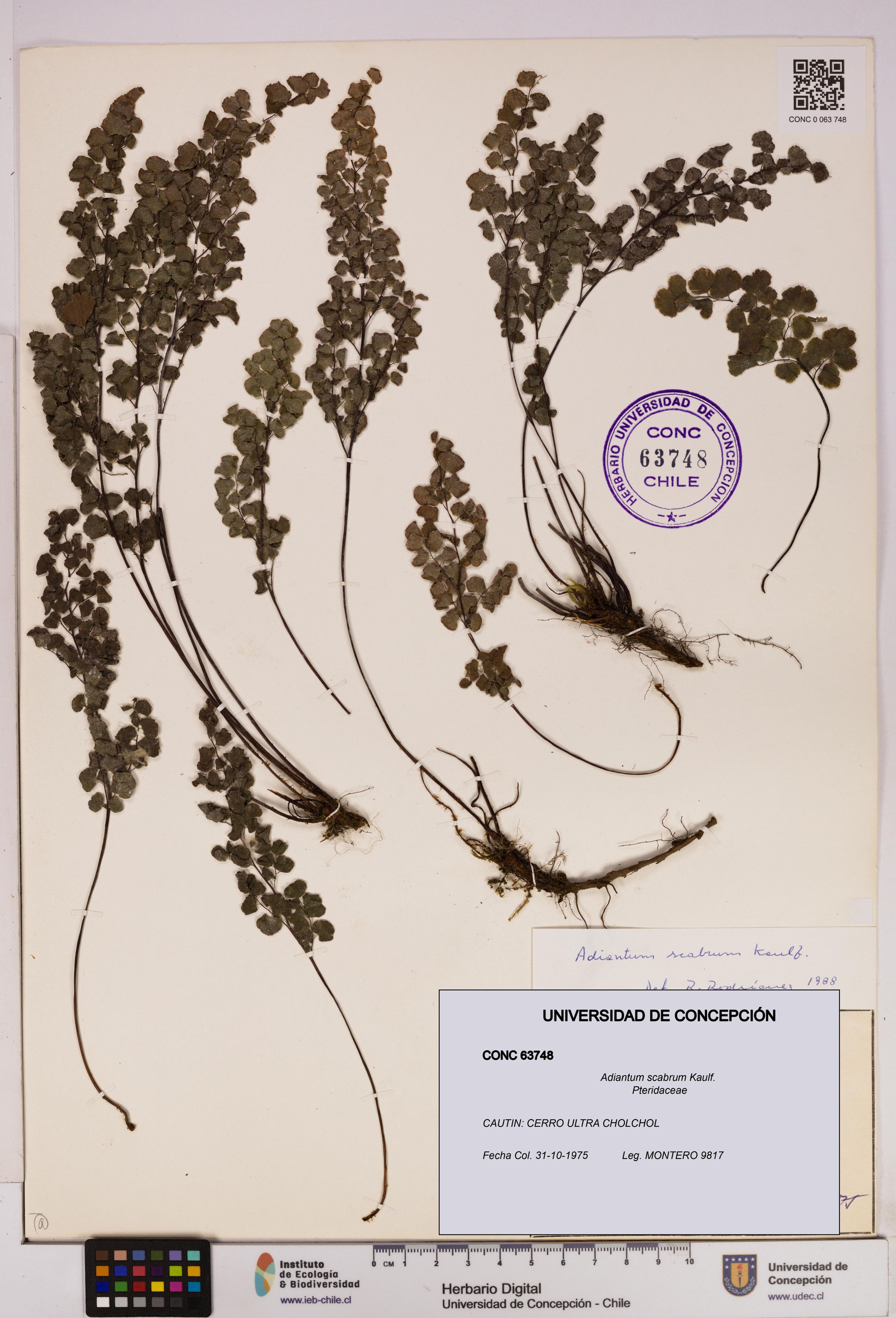 Adiantum scabrum [Espécimen: ]