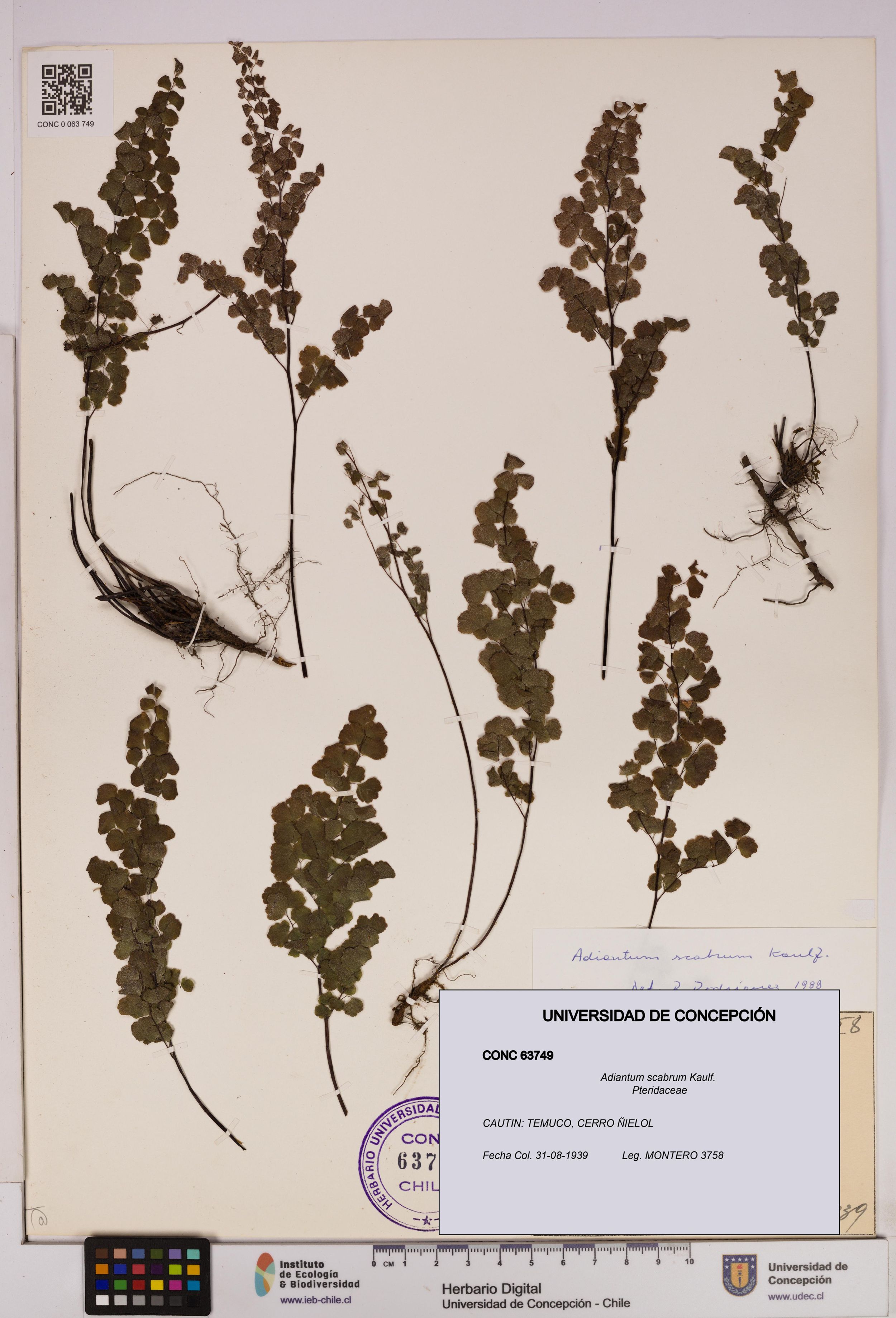 Adiantum scabrum [Espécimen: ]