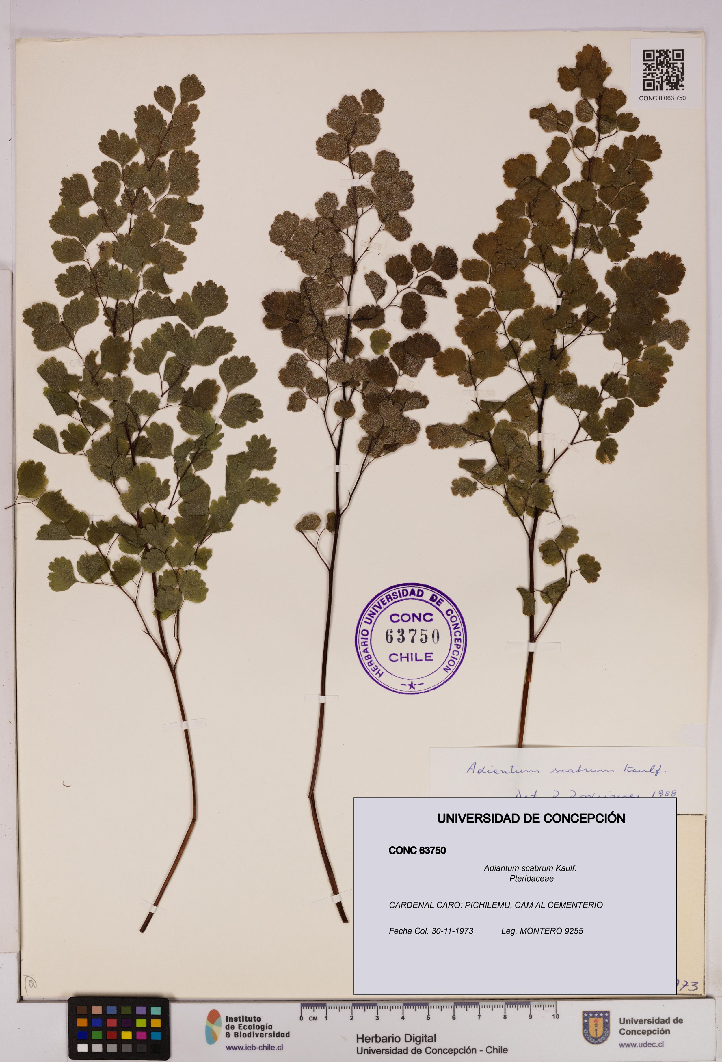 Adiantum scabrum [Espécimen: ]