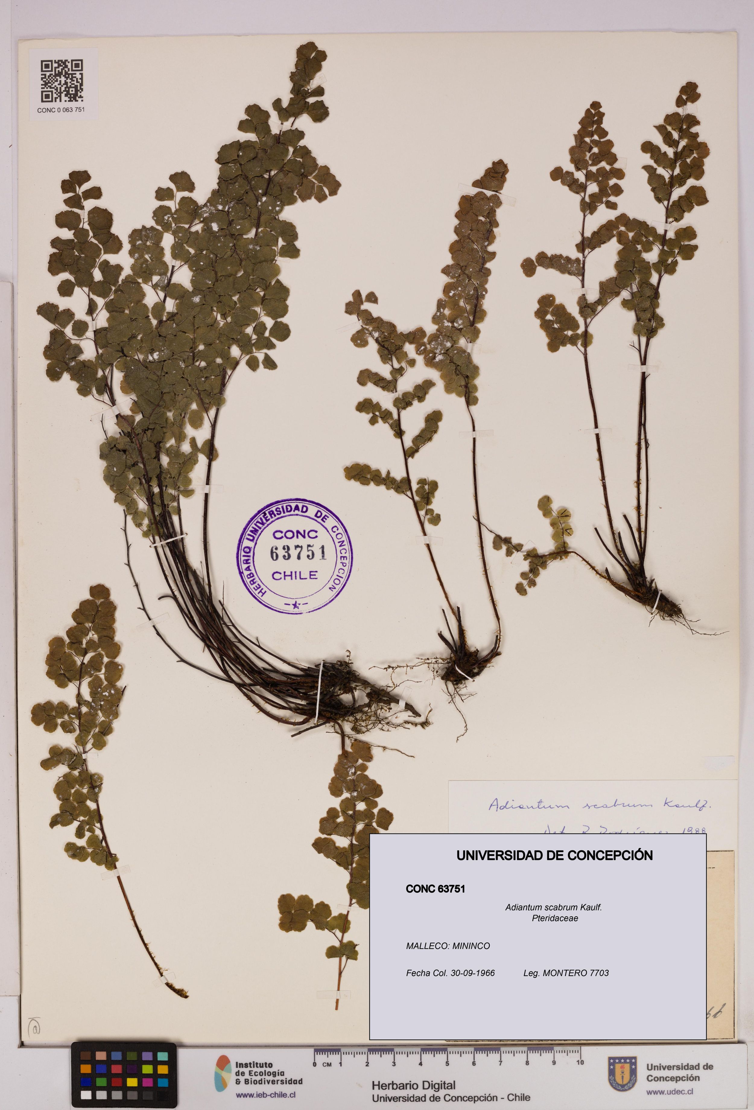 Adiantum scabrum [Espécimen: ]
