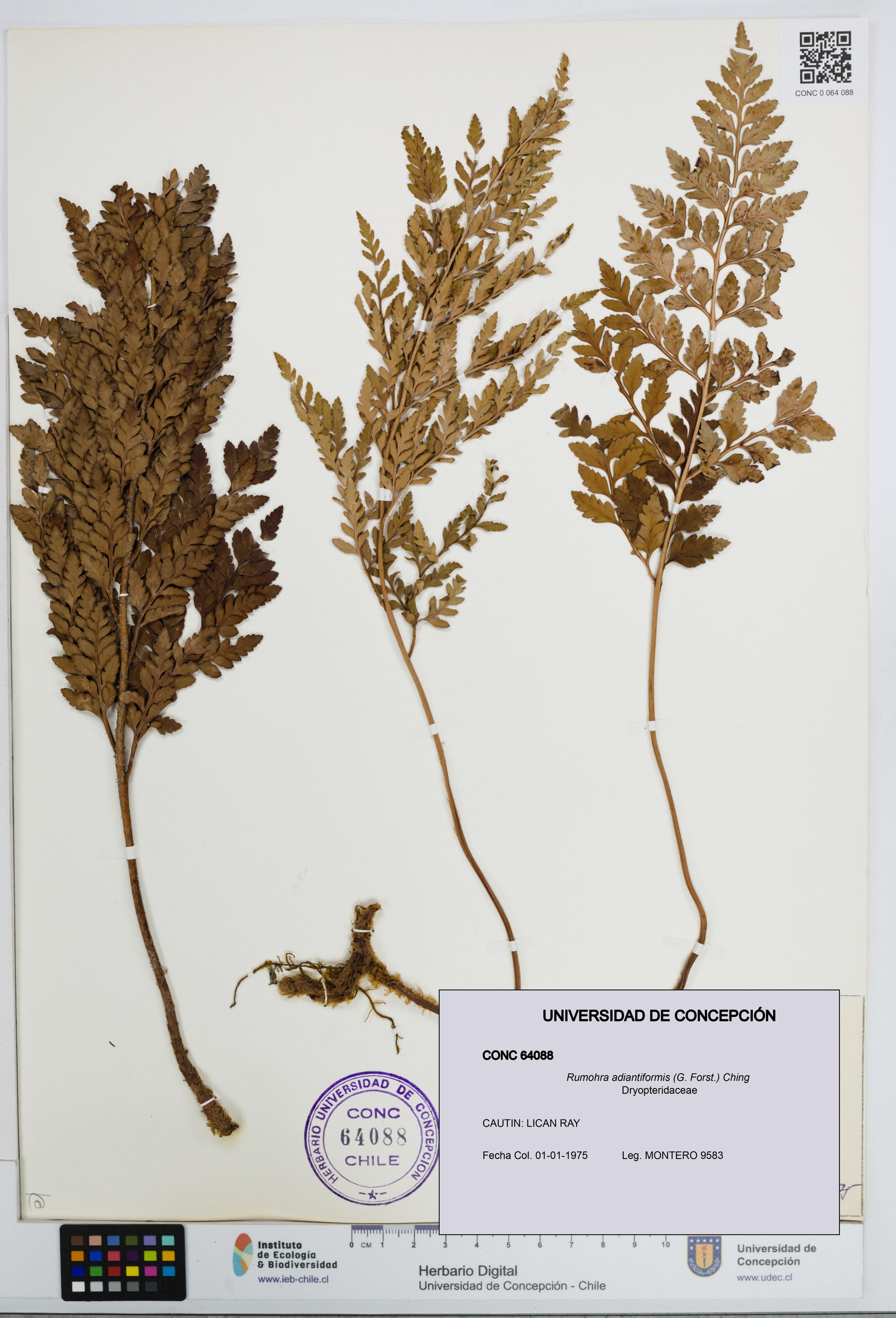 Rumohra adiantiformis [Espécimen: ]