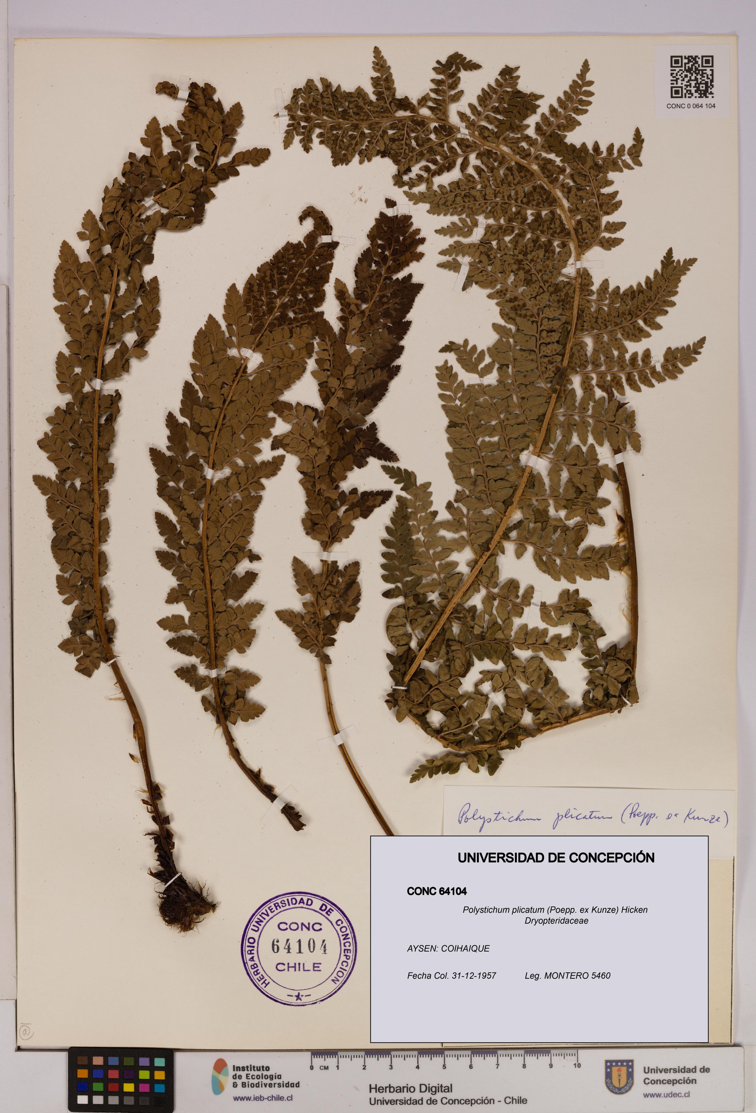 Polystichum plicatum [Espécimen: ]