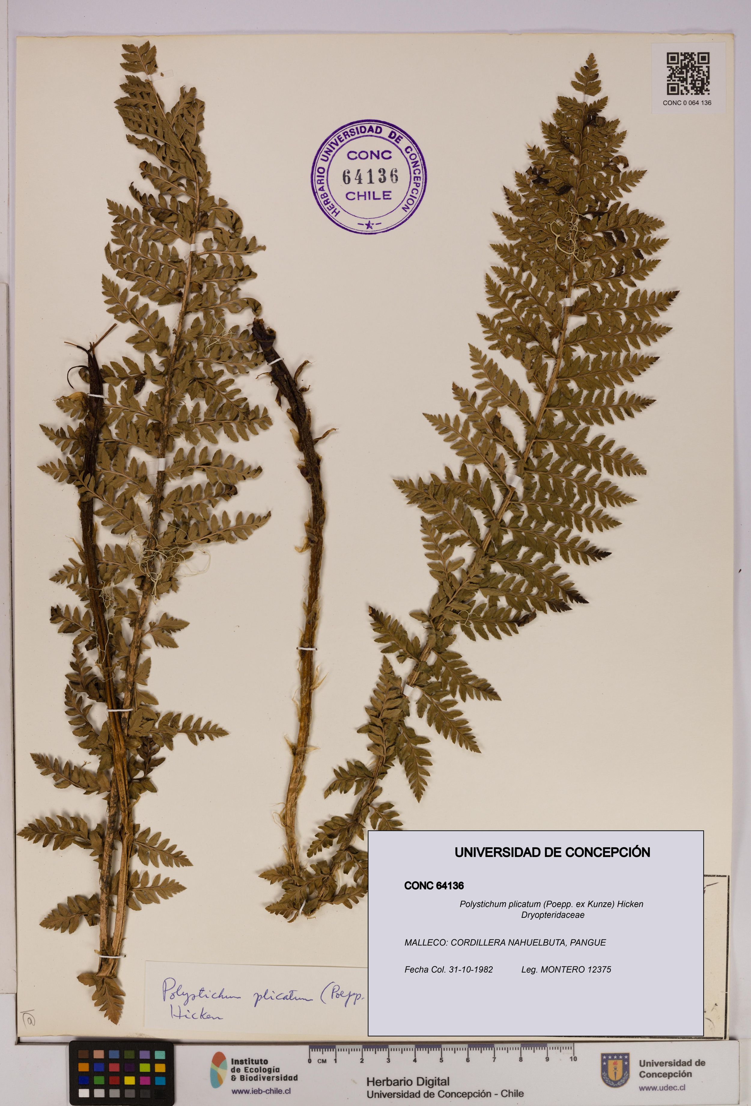 Polystichum plicatum [Espécimen: ]