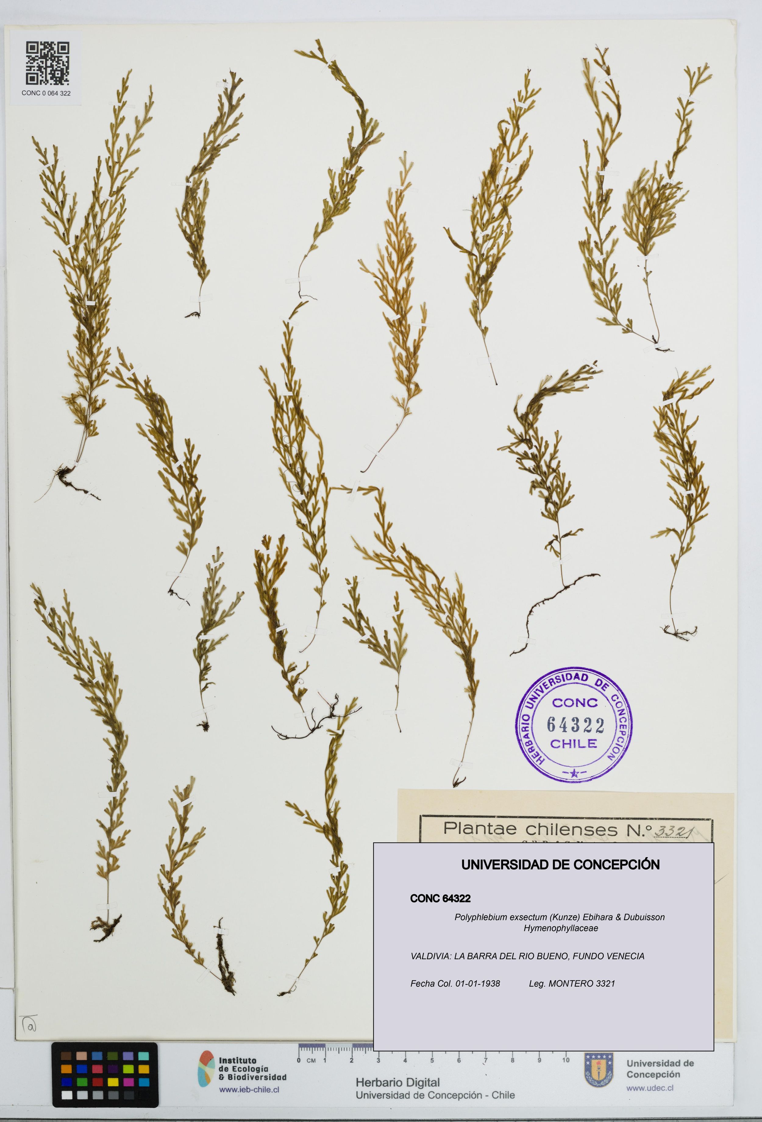 Polyphlebium exsectum [Espécimen: ]