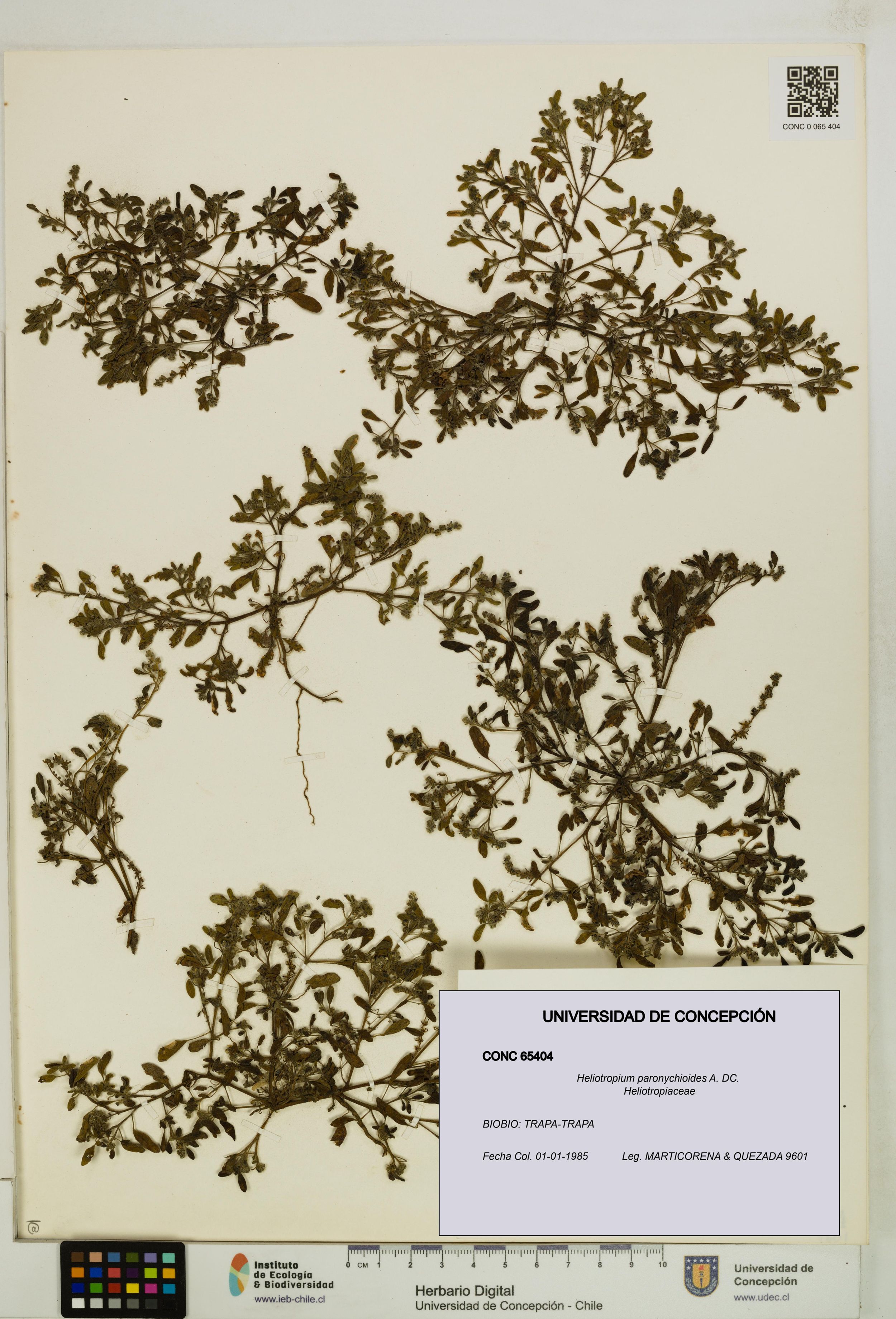 Heliotropium paronychioides [Espécimen: ]