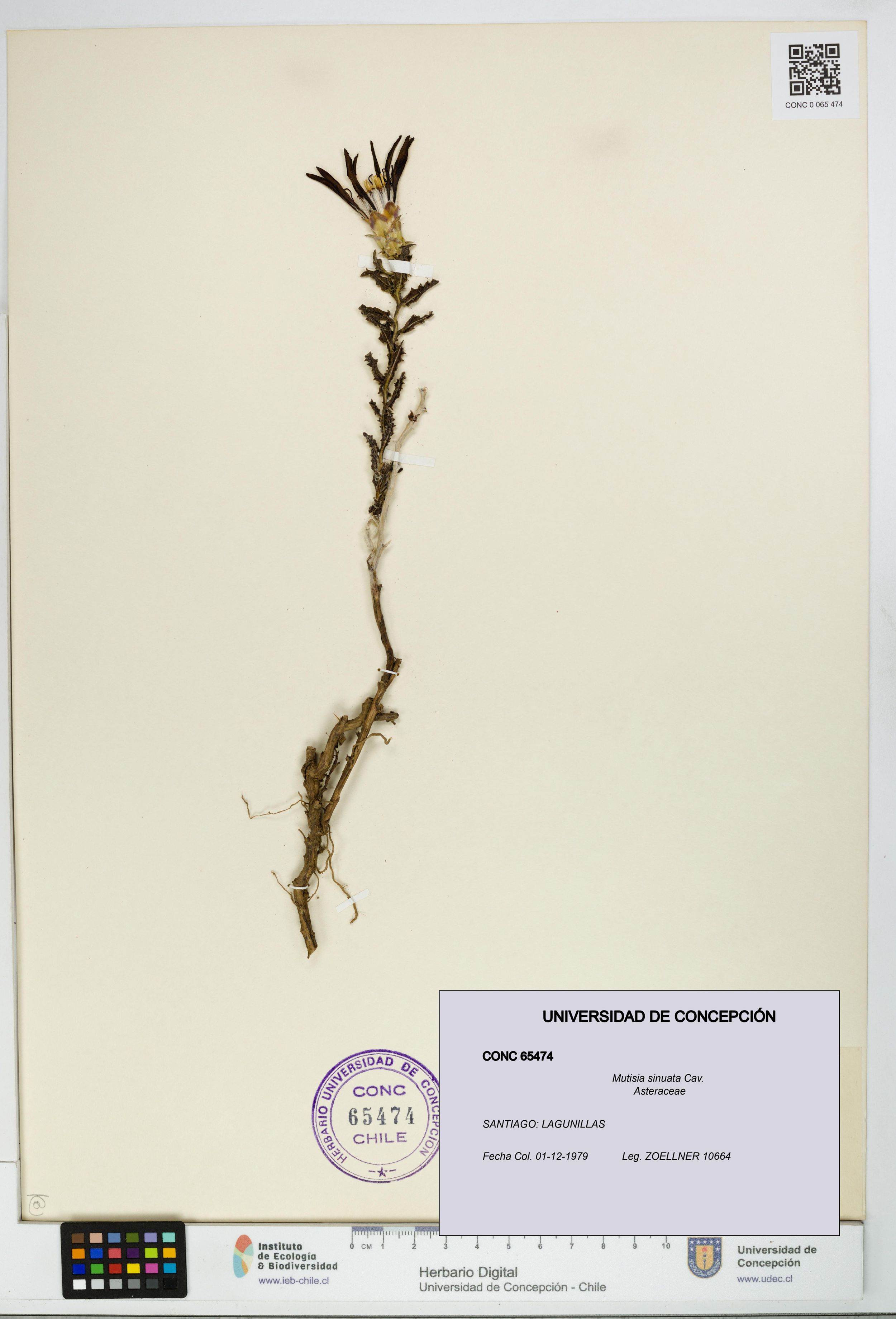 Mutisia sinuata [Espécimen: ]