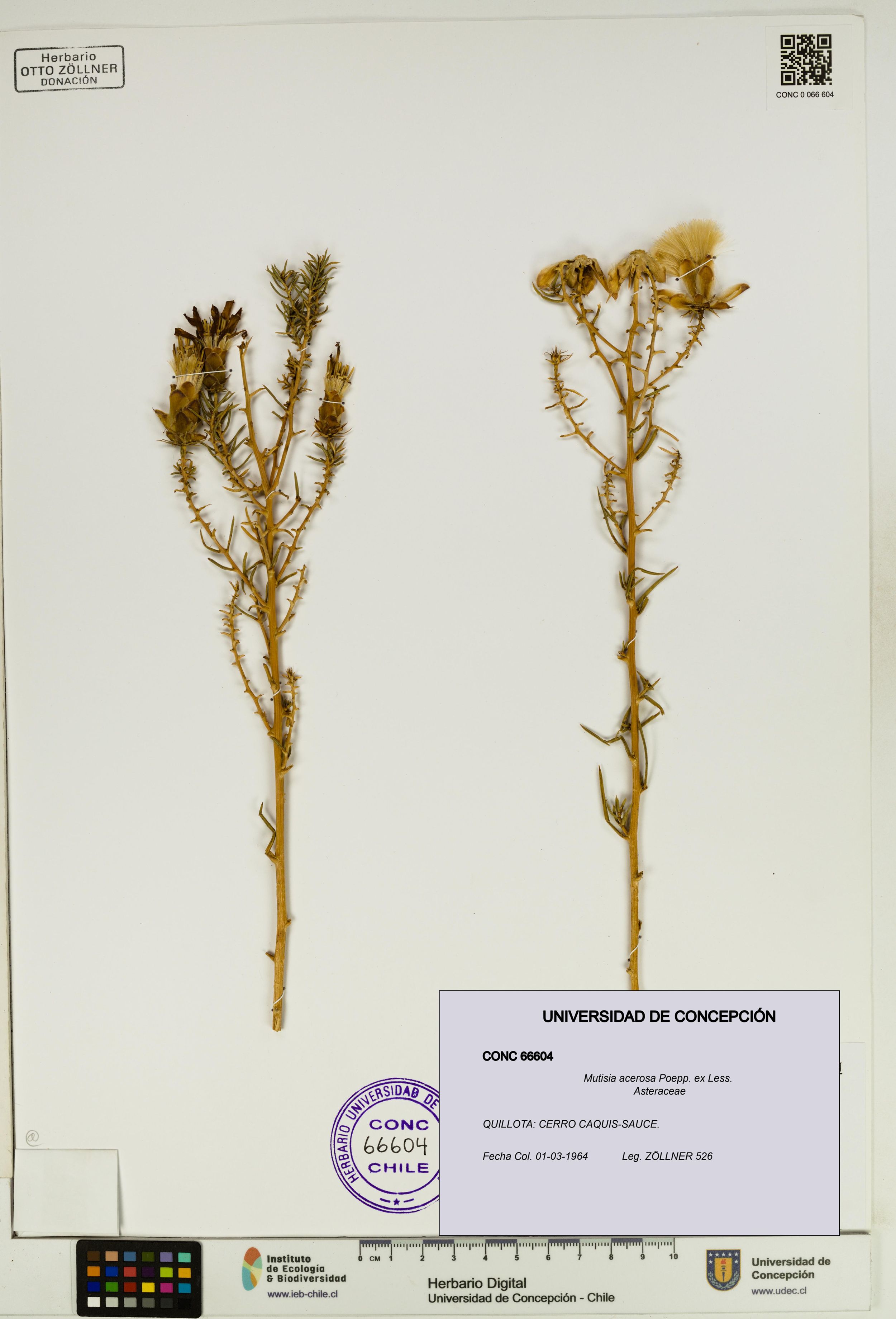 Mutisia acerosa [Espécimen: ]