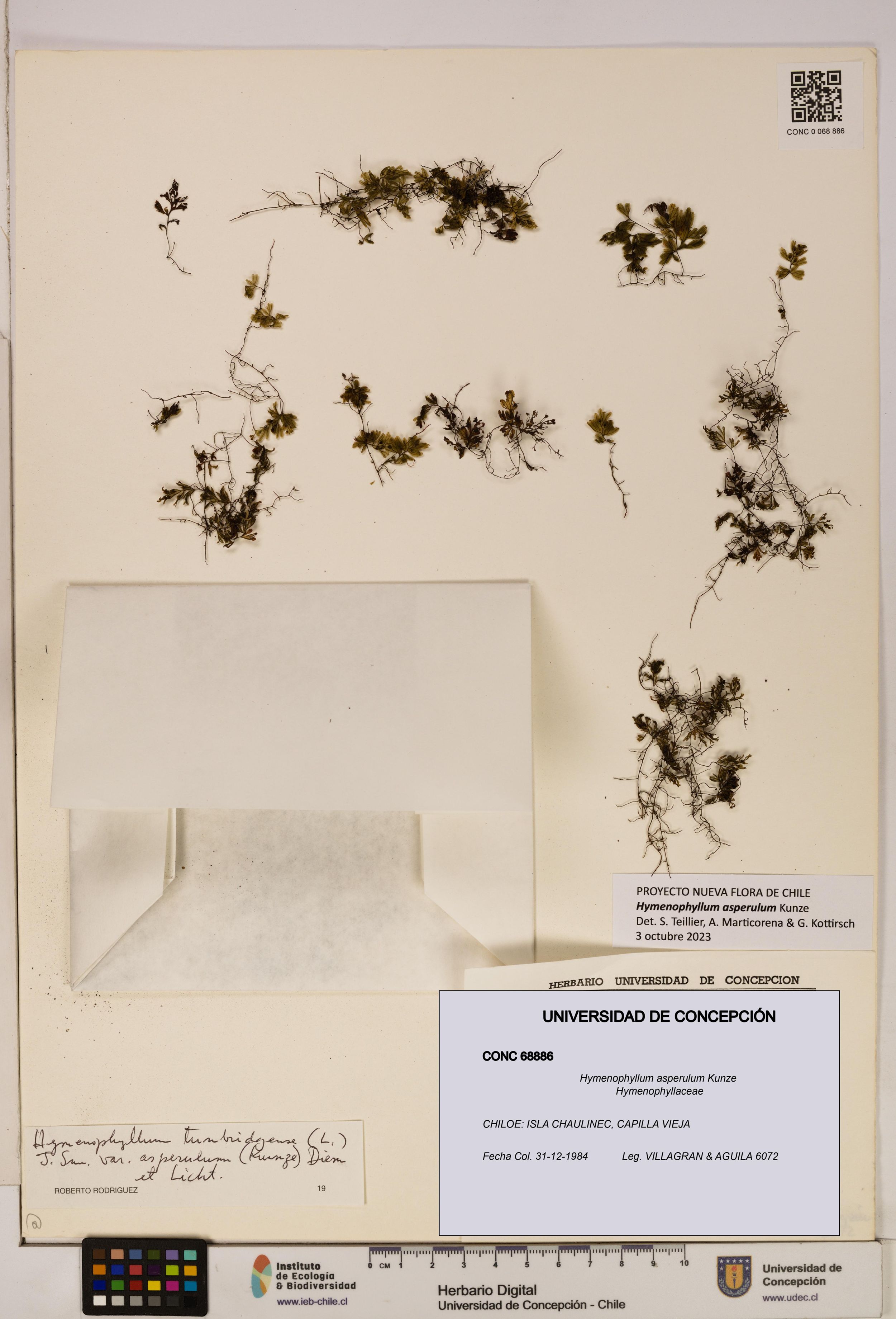 Hymenophyllum asperulum [Espécimen: ]