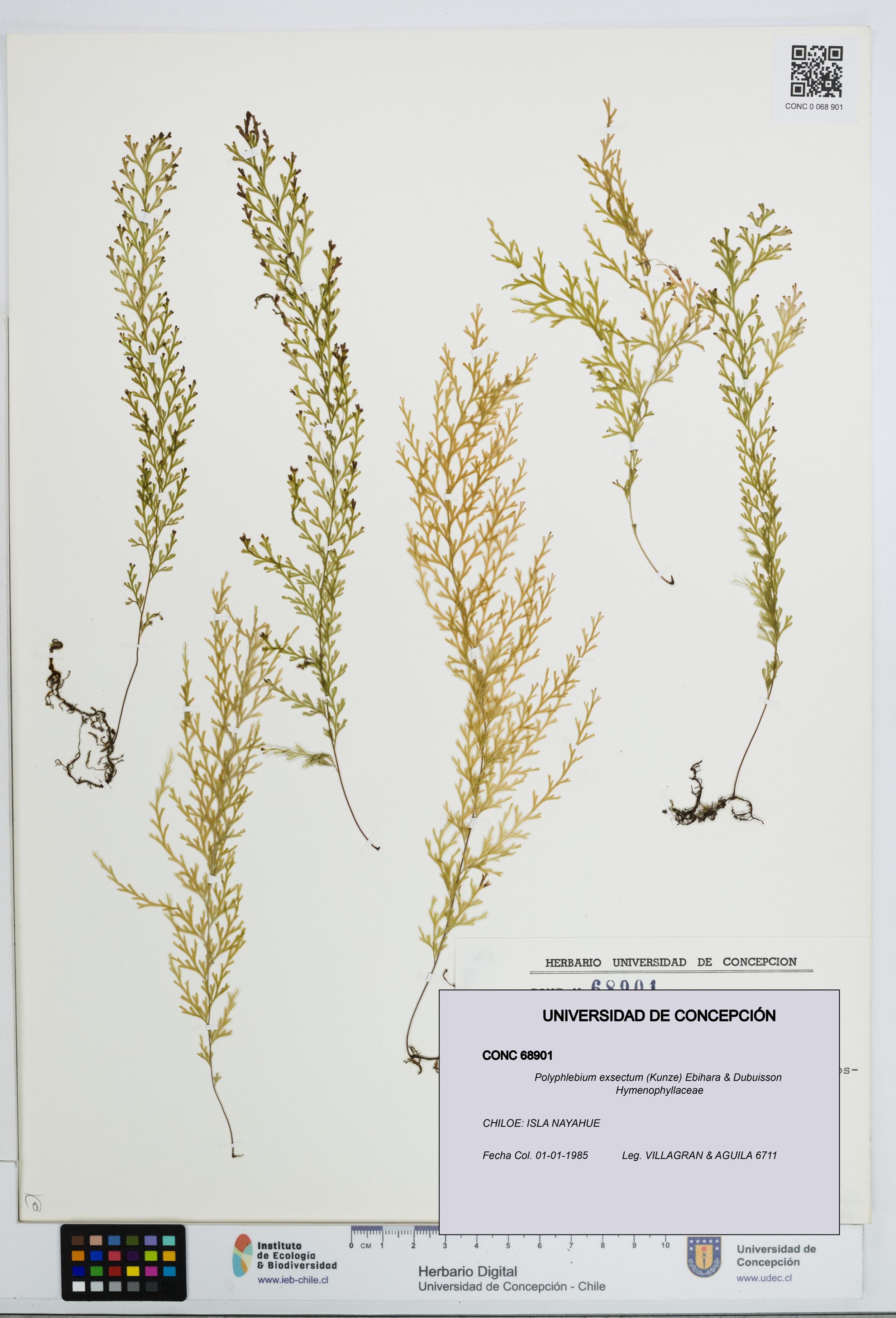 Polyphlebium exsectum [Espécimen: ]