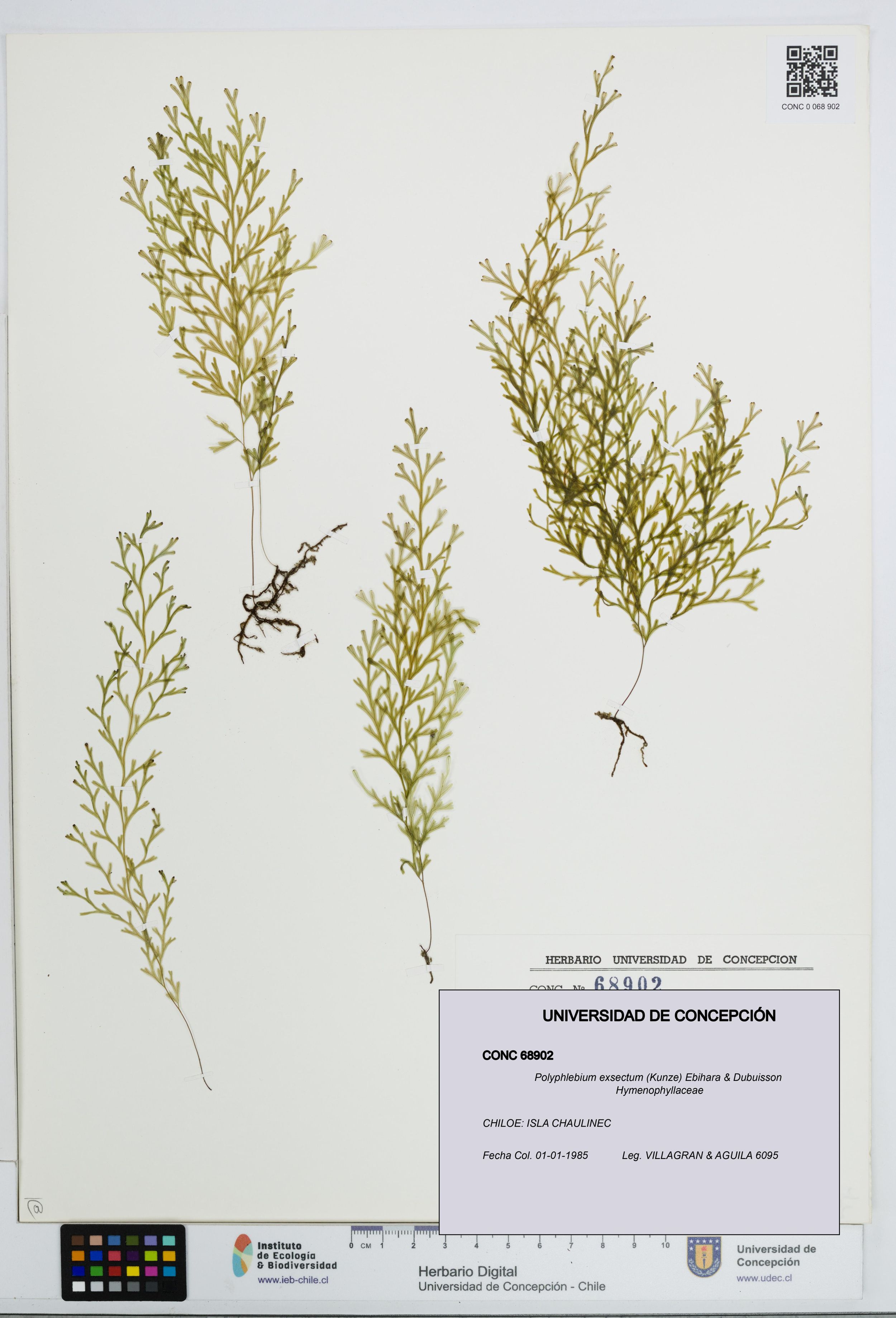 Polyphlebium exsectum [Espécimen: ]