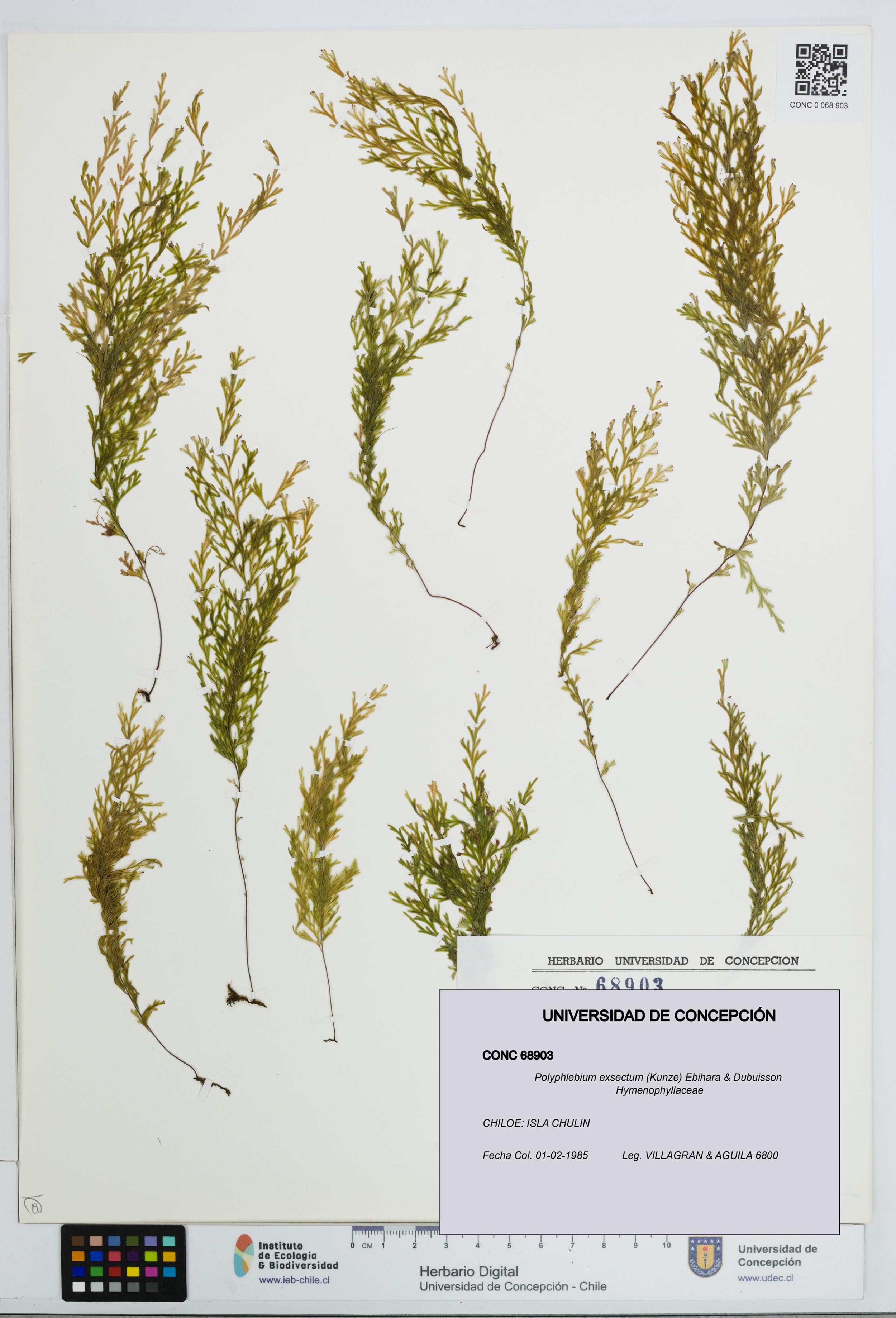 Polyphlebium exsectum [Espécimen: ]