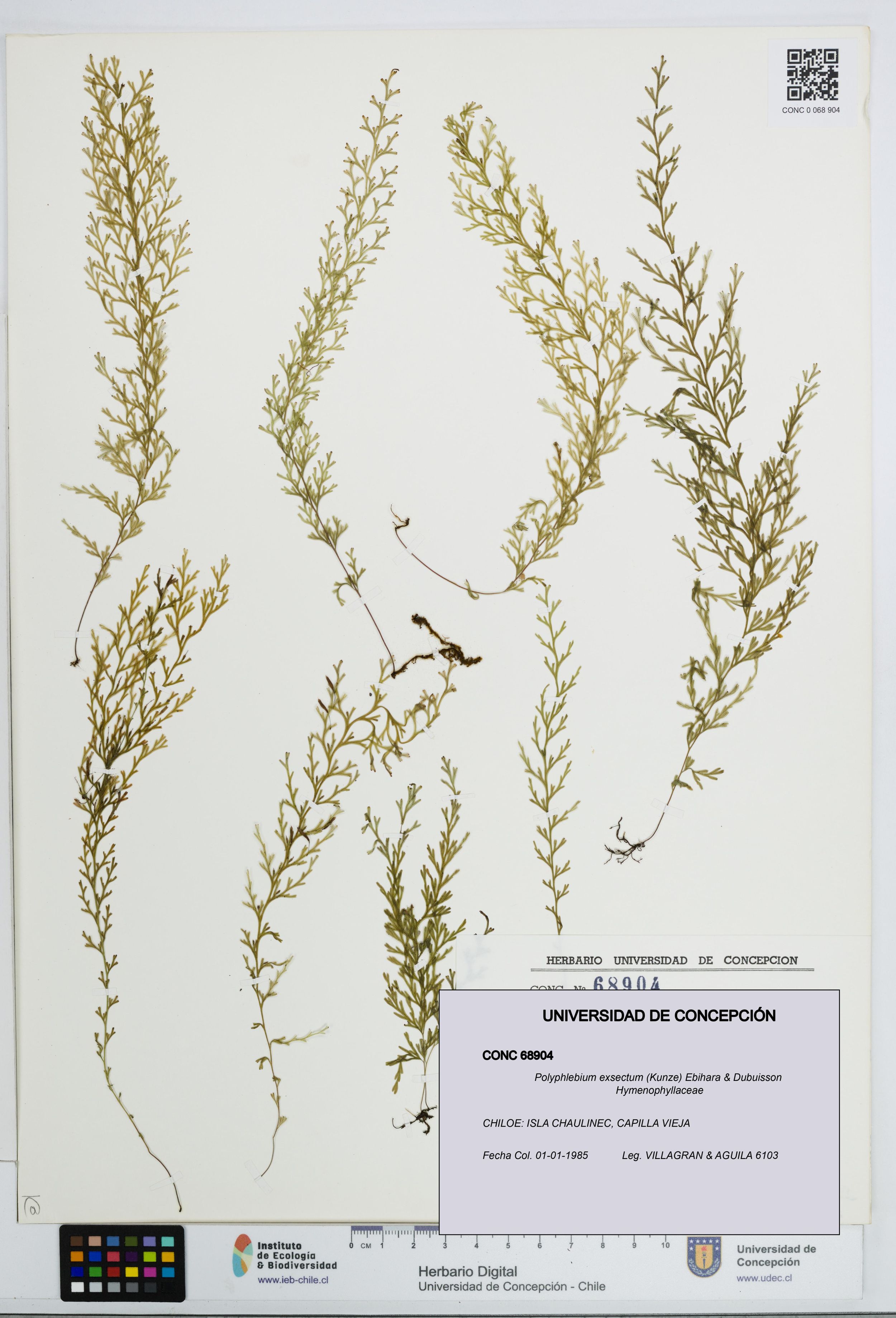 Polyphlebium exsectum [Espécimen: ]