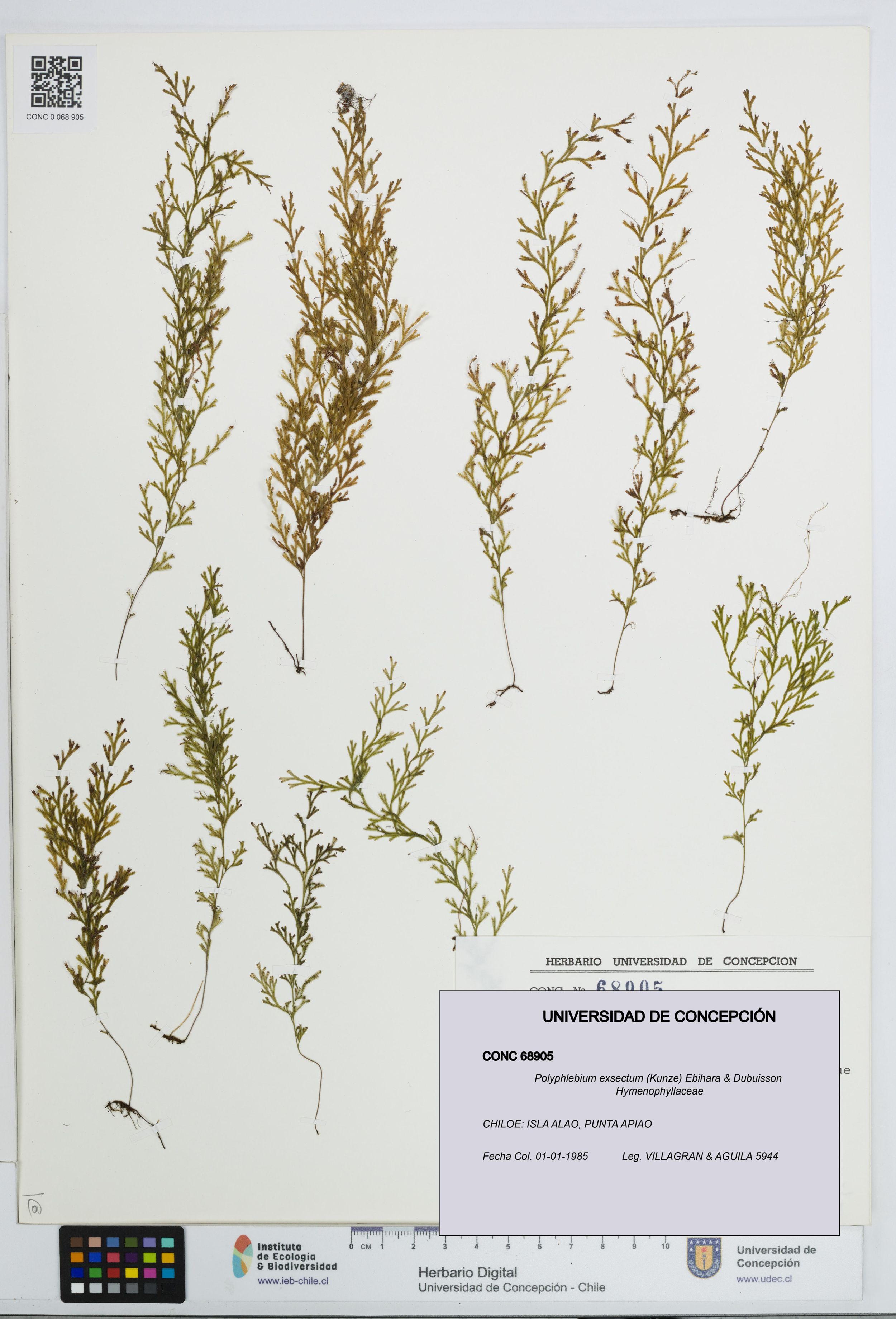 Polyphlebium exsectum [Espécimen: ]