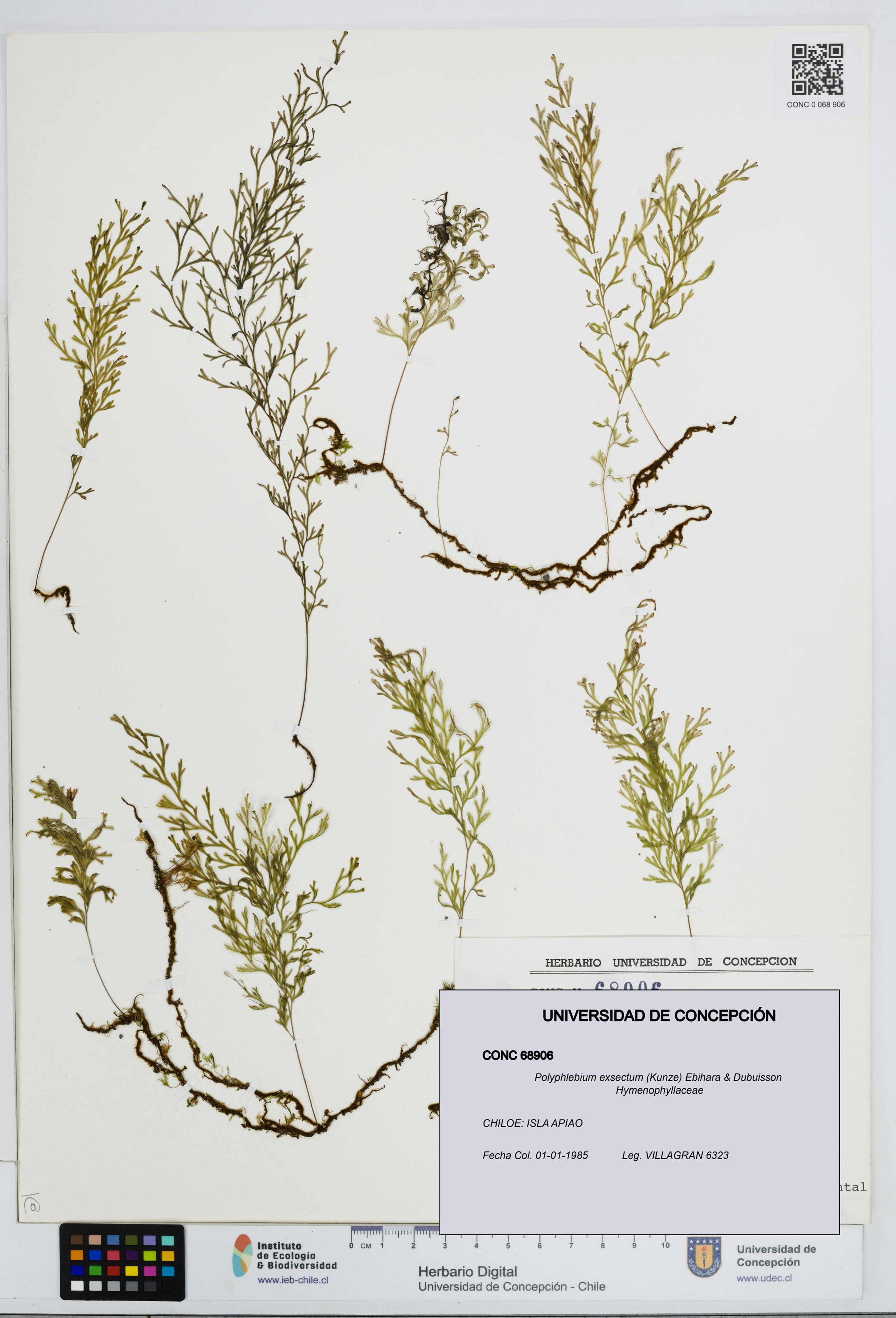 Polyphlebium exsectum [Espécimen: ]