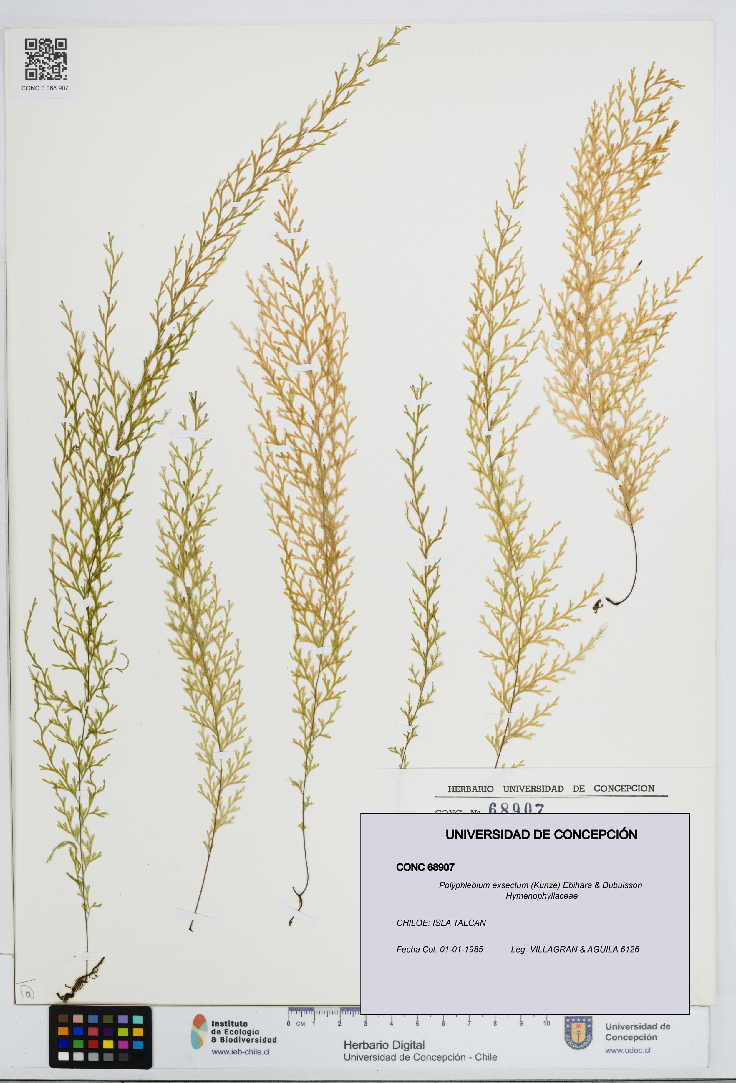 Polyphlebium exsectum [Espécimen: ]