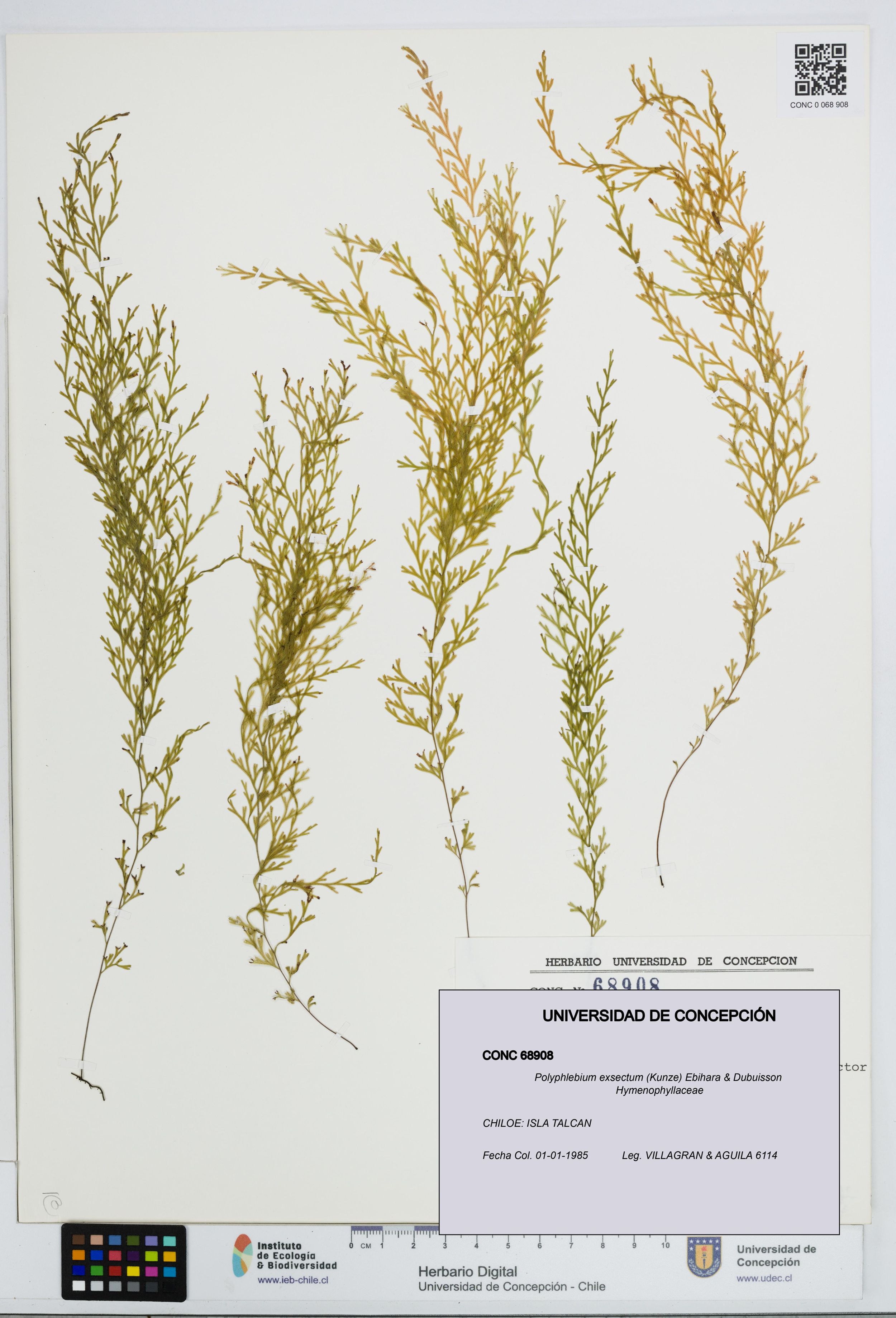 Polyphlebium exsectum [Espécimen: ]