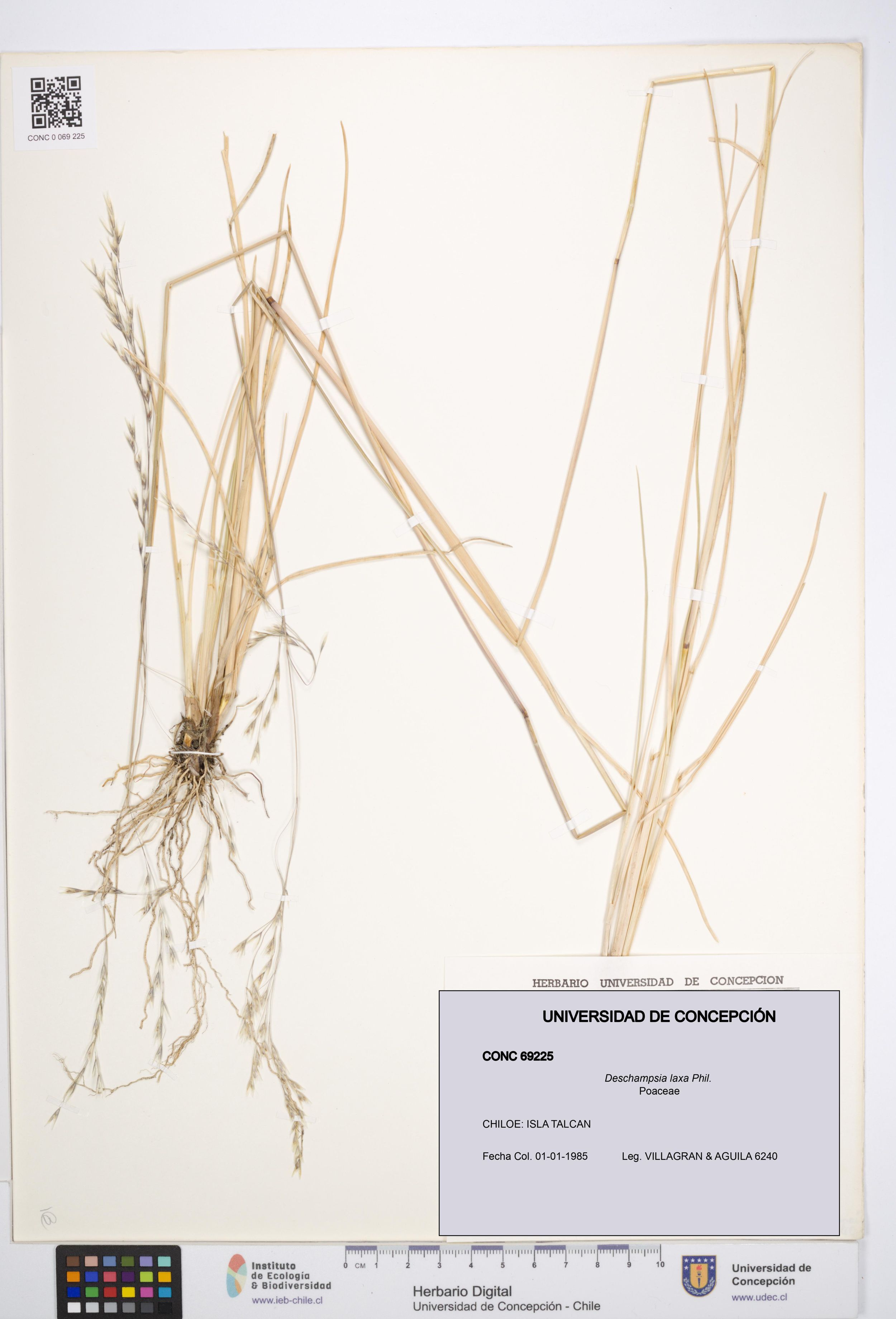 Deschampsia laxa [Espécimen: ]