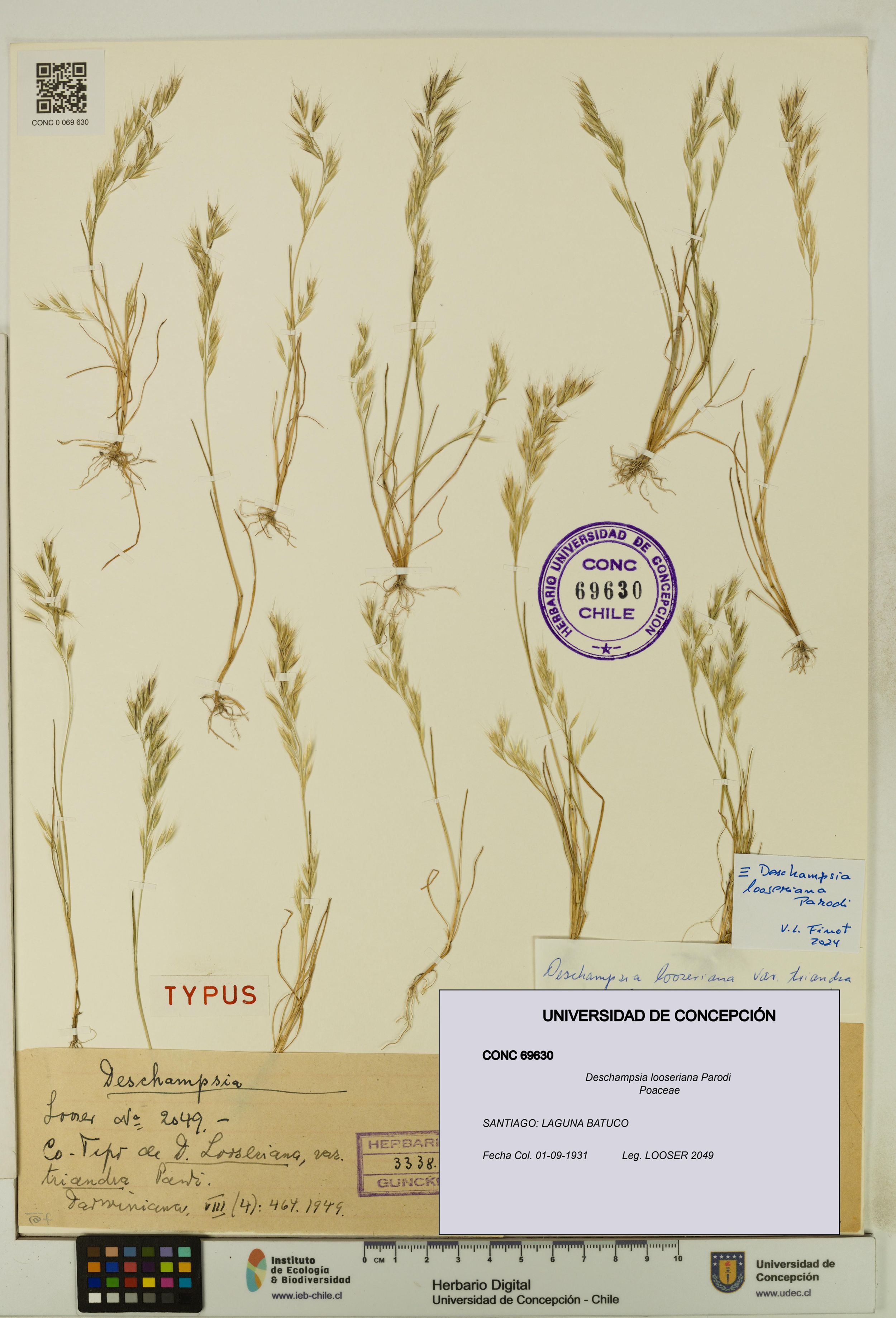 Deschampsia looseriana [Espécimen: ]