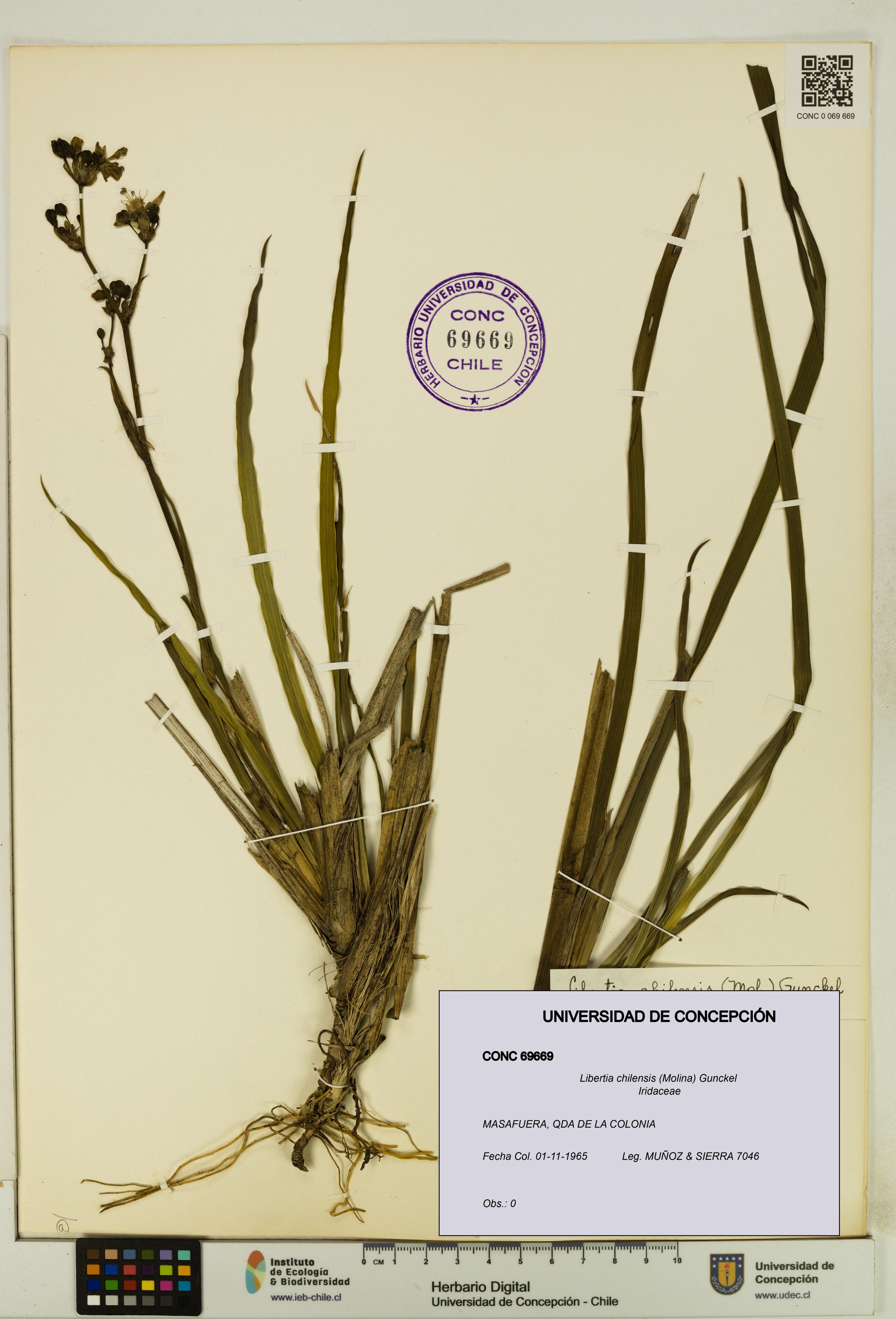 Libertia chilensis [Espécimen: ]