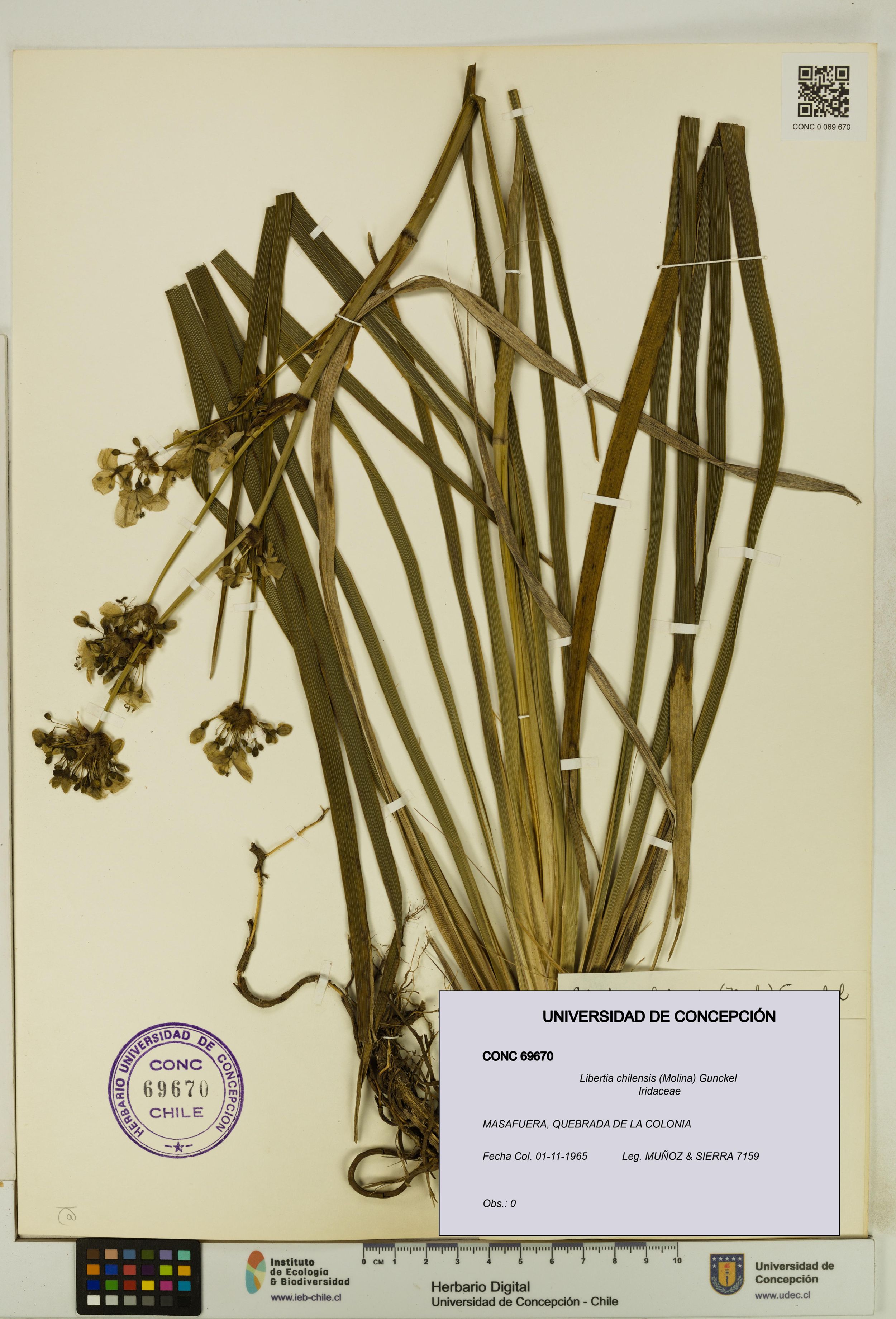 Libertia chilensis [Espécimen: ]