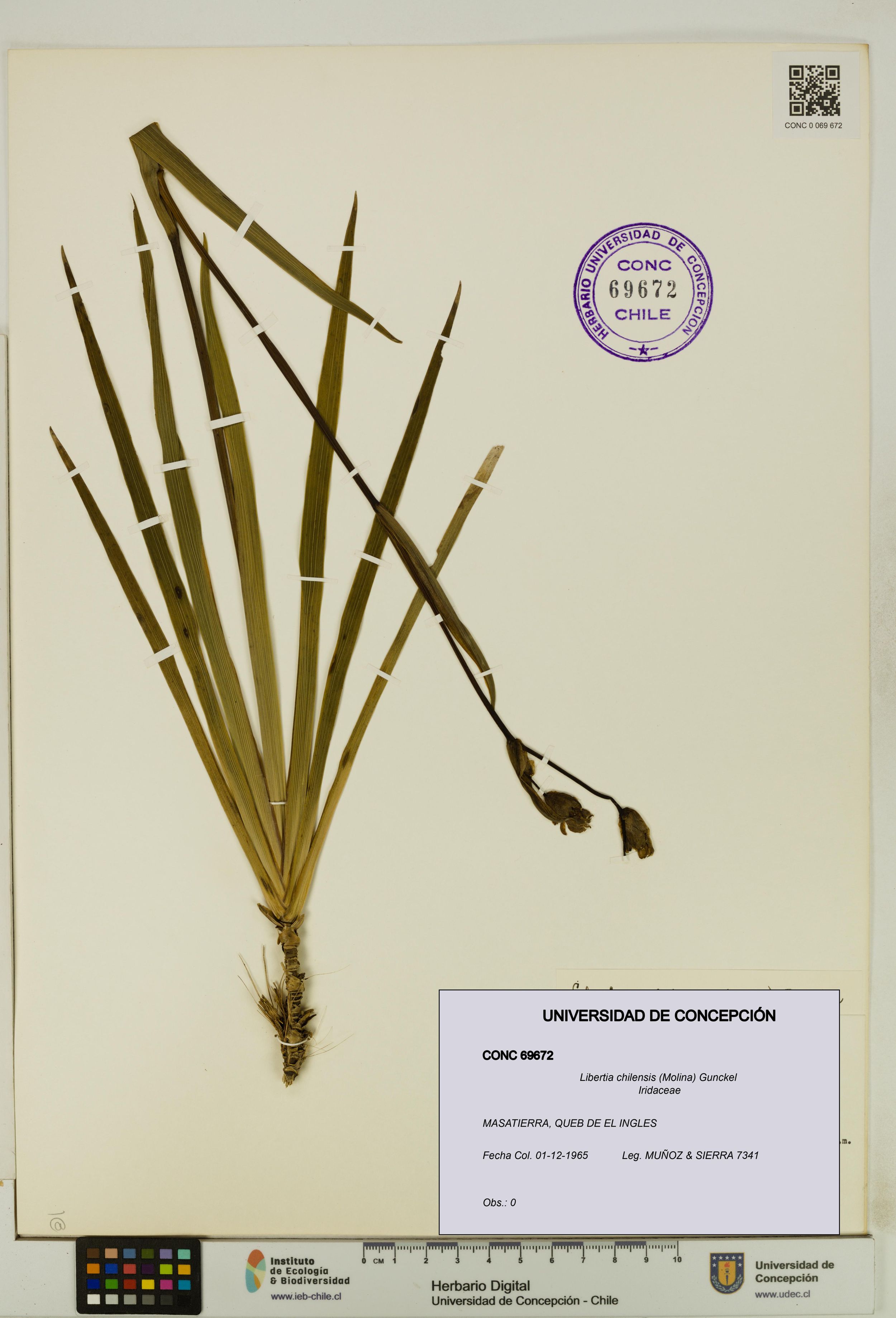Libertia chilensis [Espécimen: ]