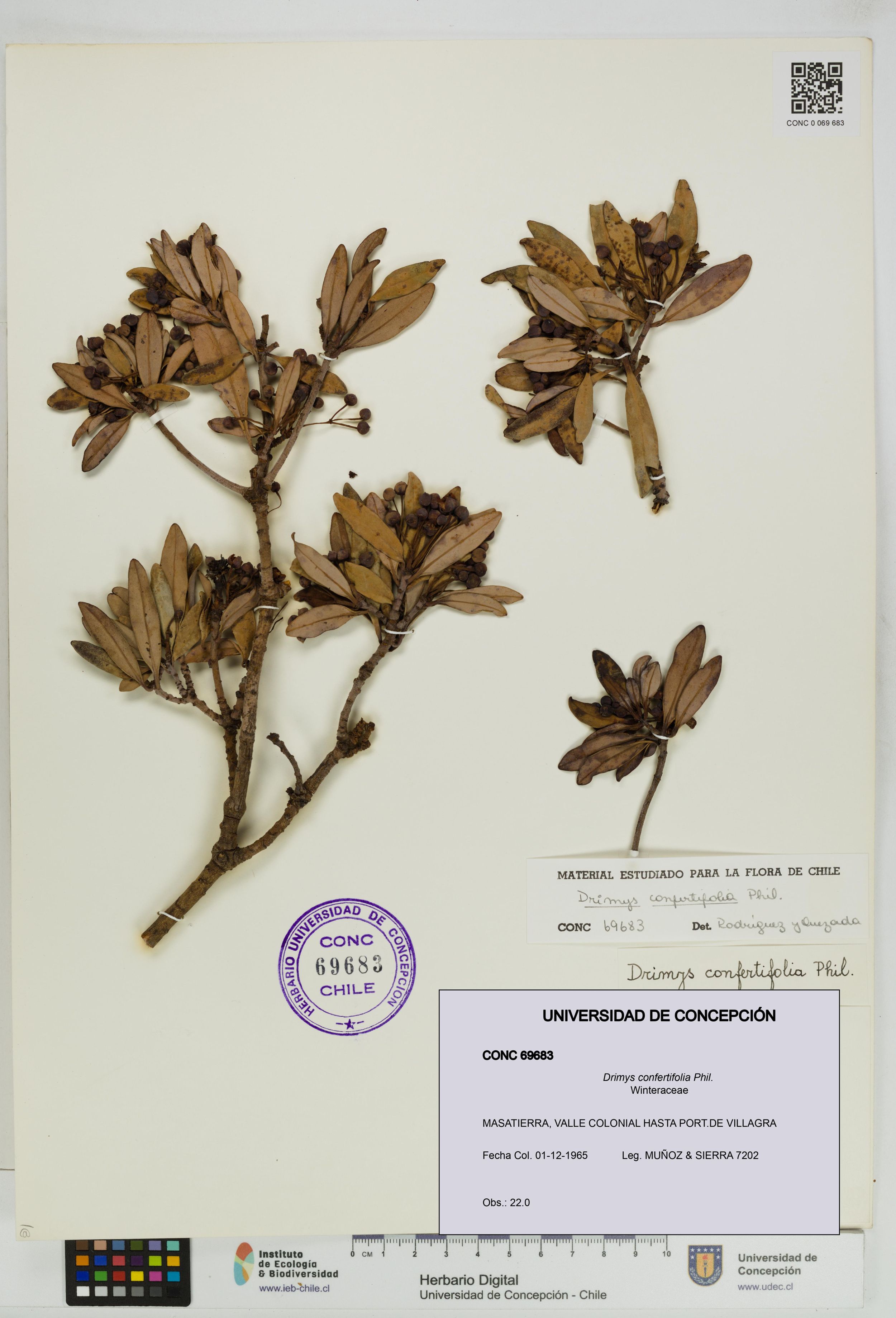 Drimys confertifolia [Espécimen: ]