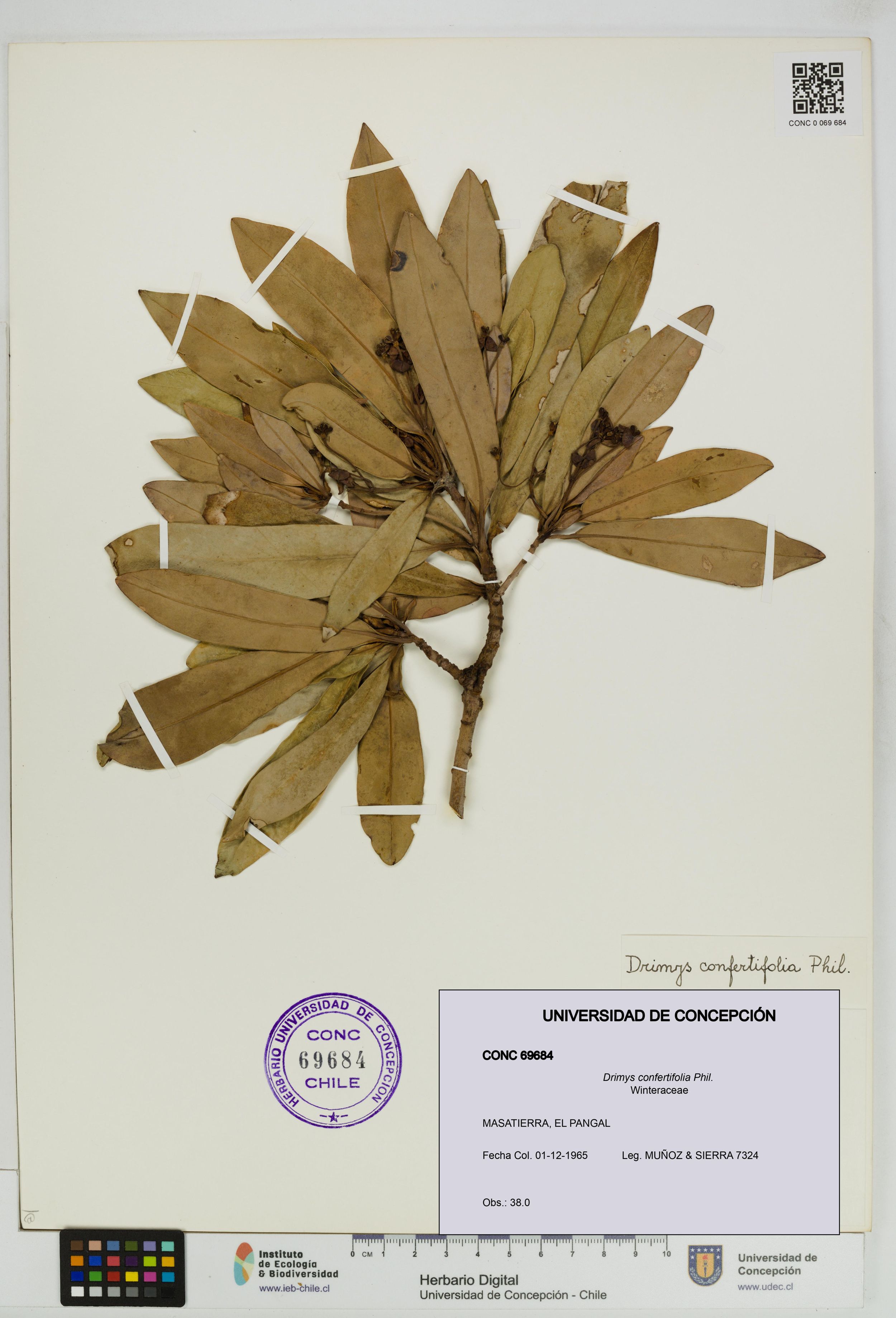 Drimys confertifolia [Espécimen: ]