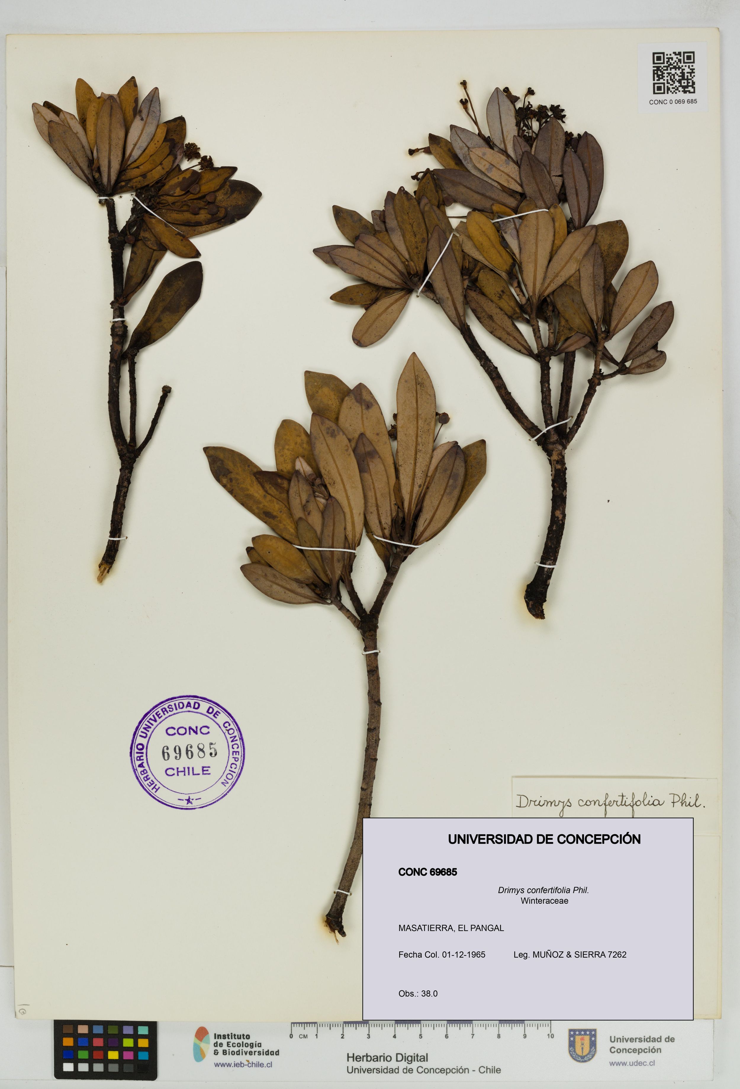 Drimys confertifolia [Espécimen: ]