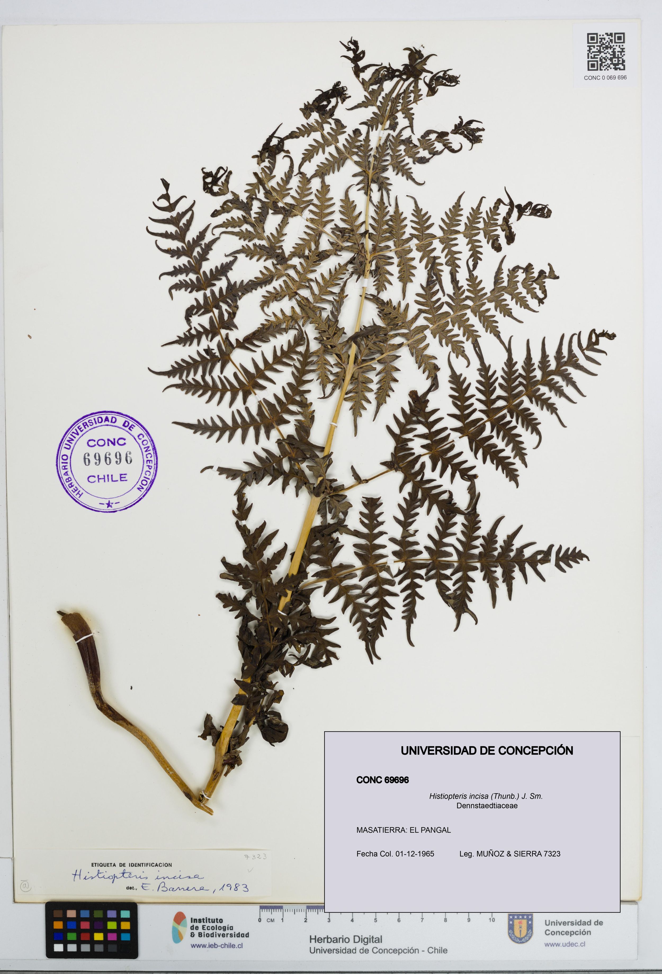Histiopteris incisa [Espécimen: ]