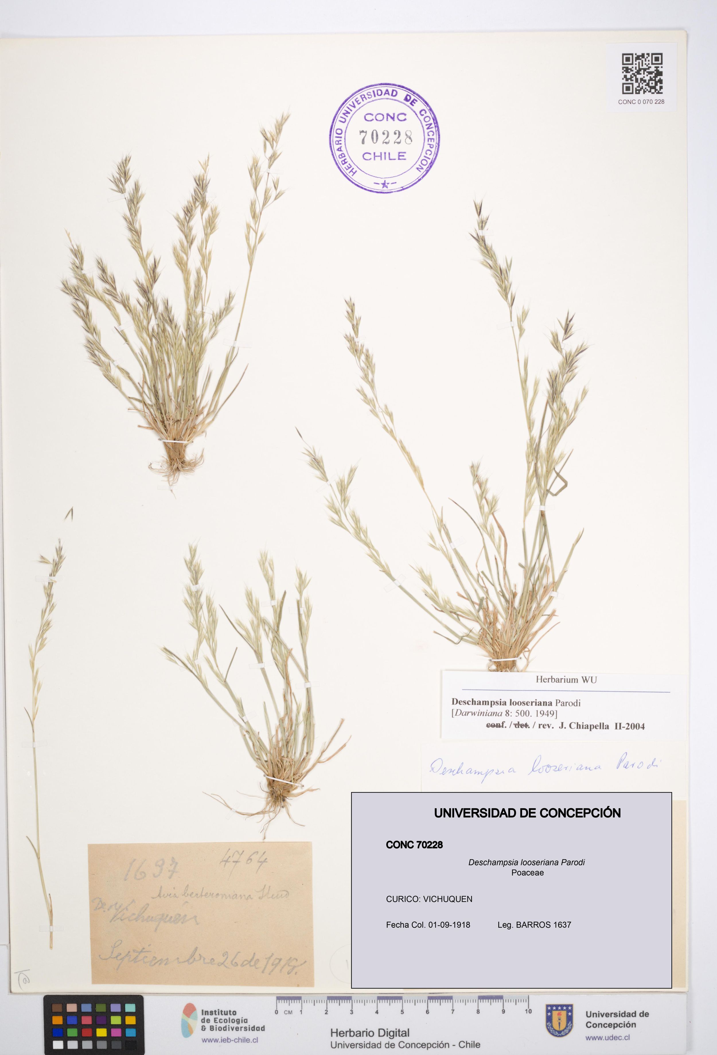 Deschampsia looseriana [Espécimen: ]