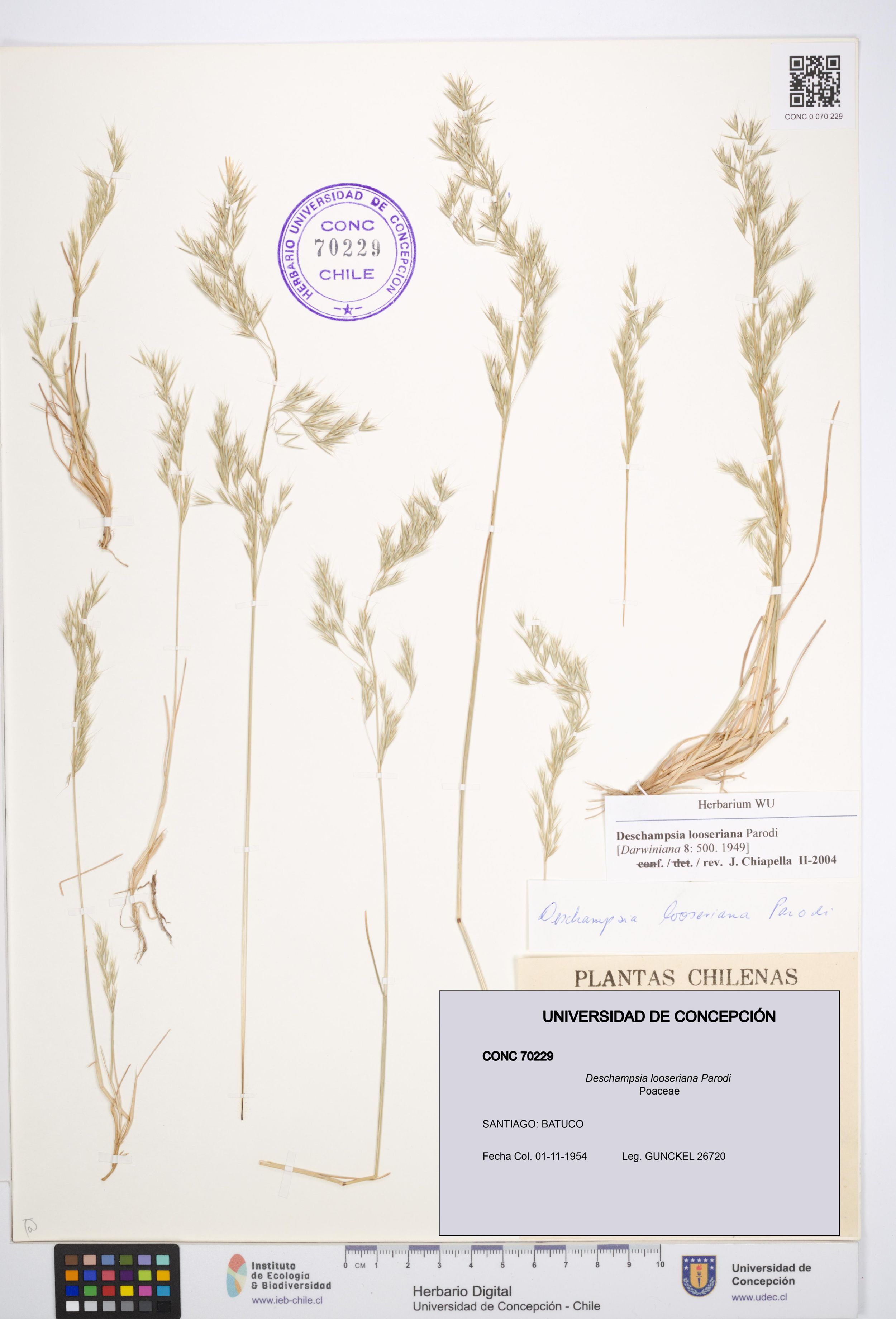 Deschampsia looseriana [Espécimen: ]
