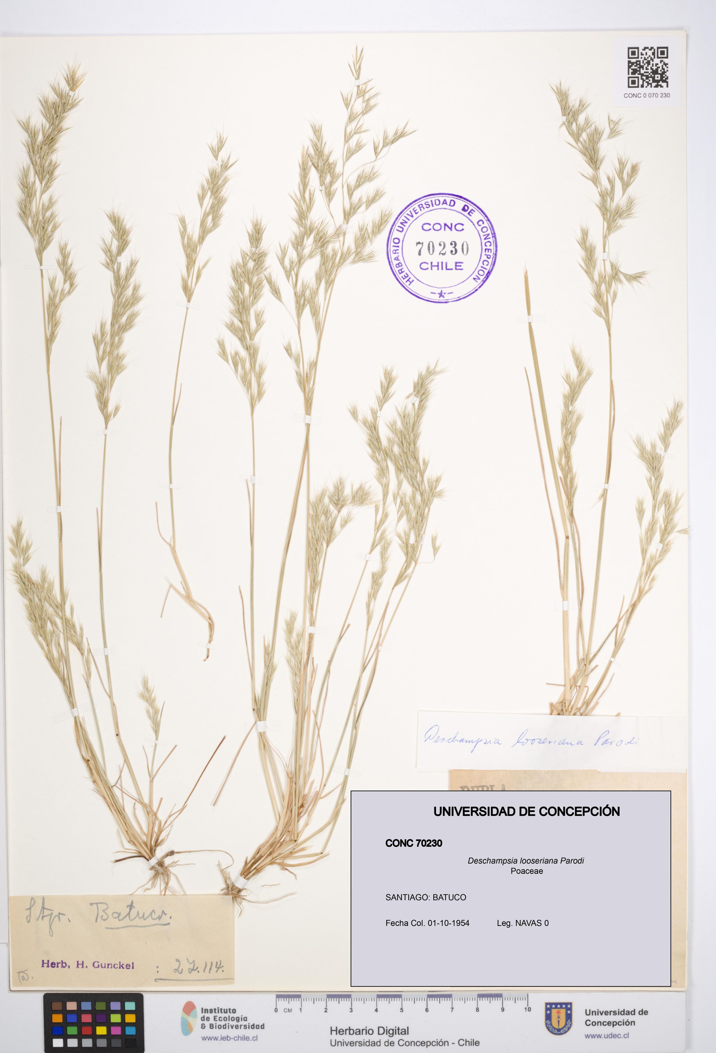 Deschampsia looseriana [Espécimen: ]