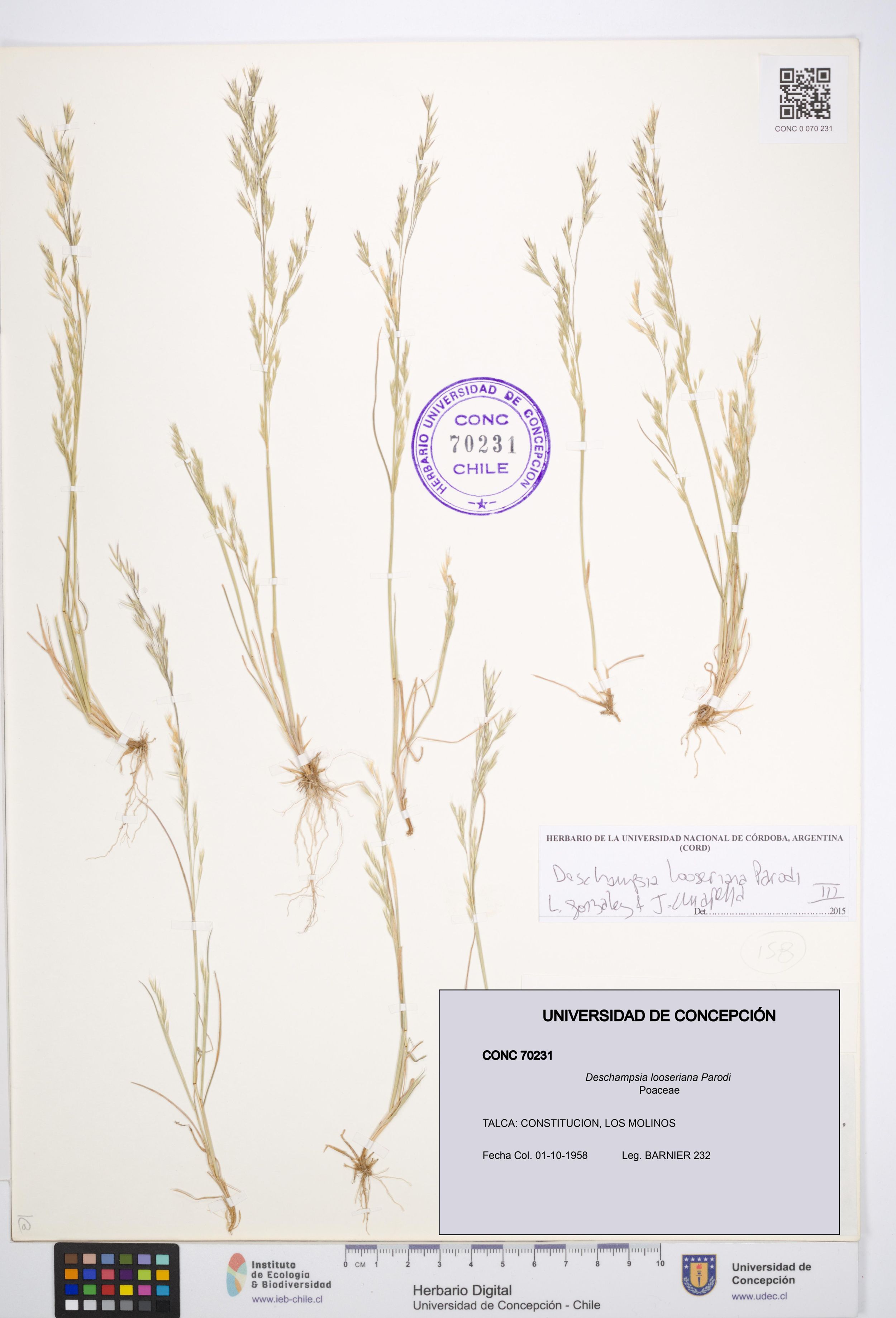 Deschampsia looseriana [Espécimen: ]