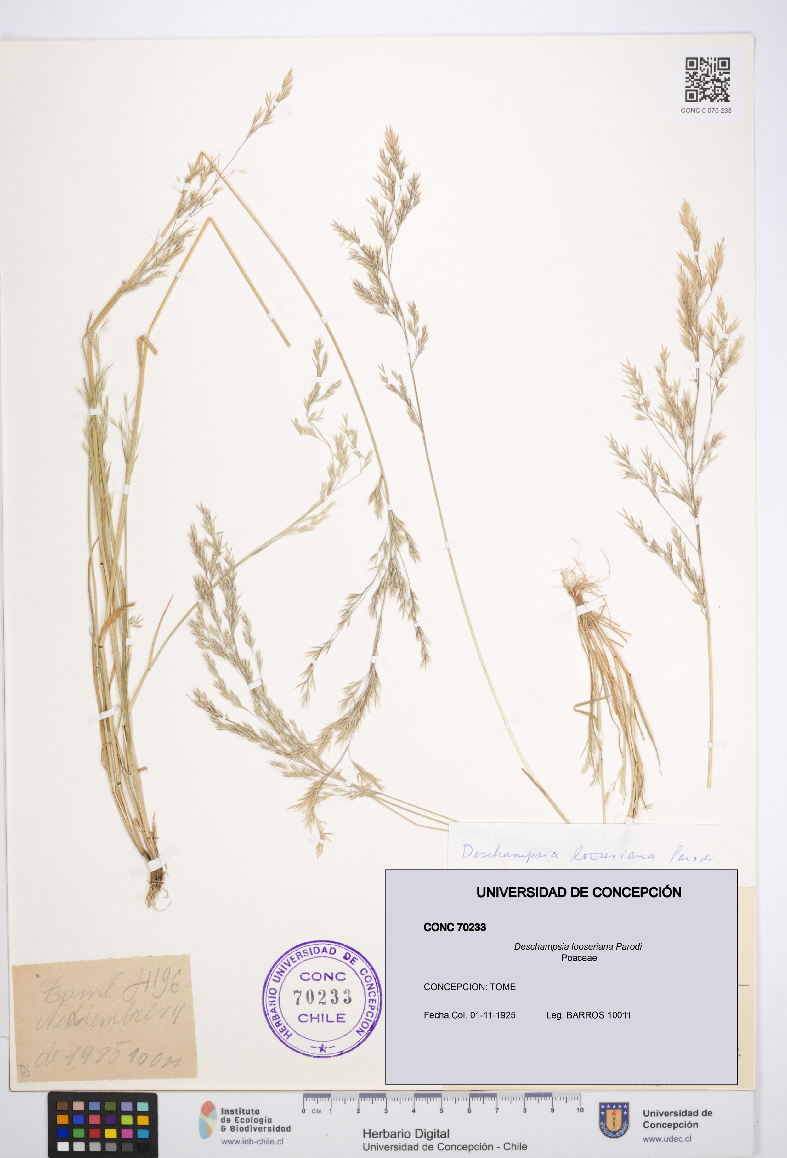 Deschampsia looseriana [Espécimen: ]