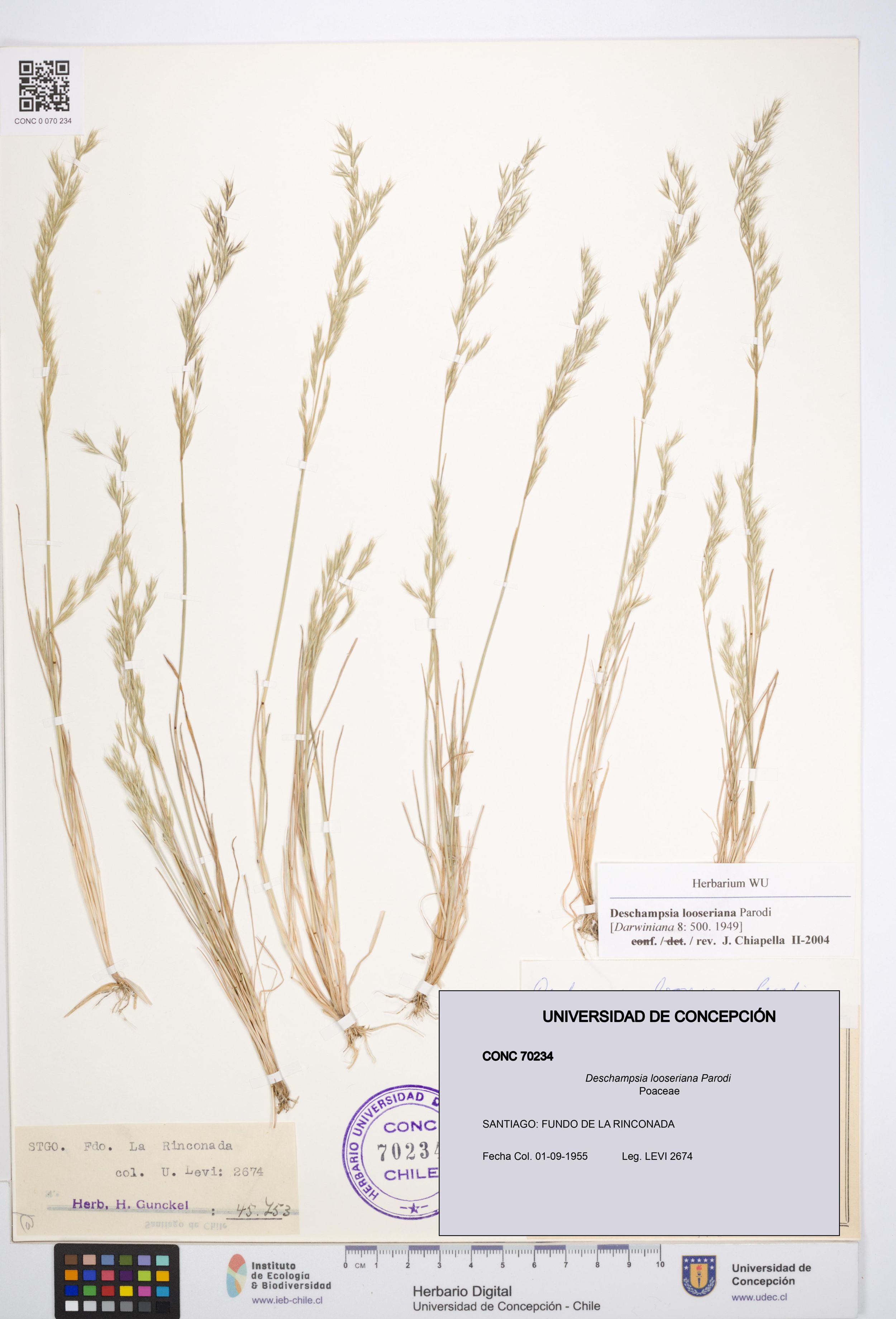 Deschampsia looseriana [Espécimen: ]
