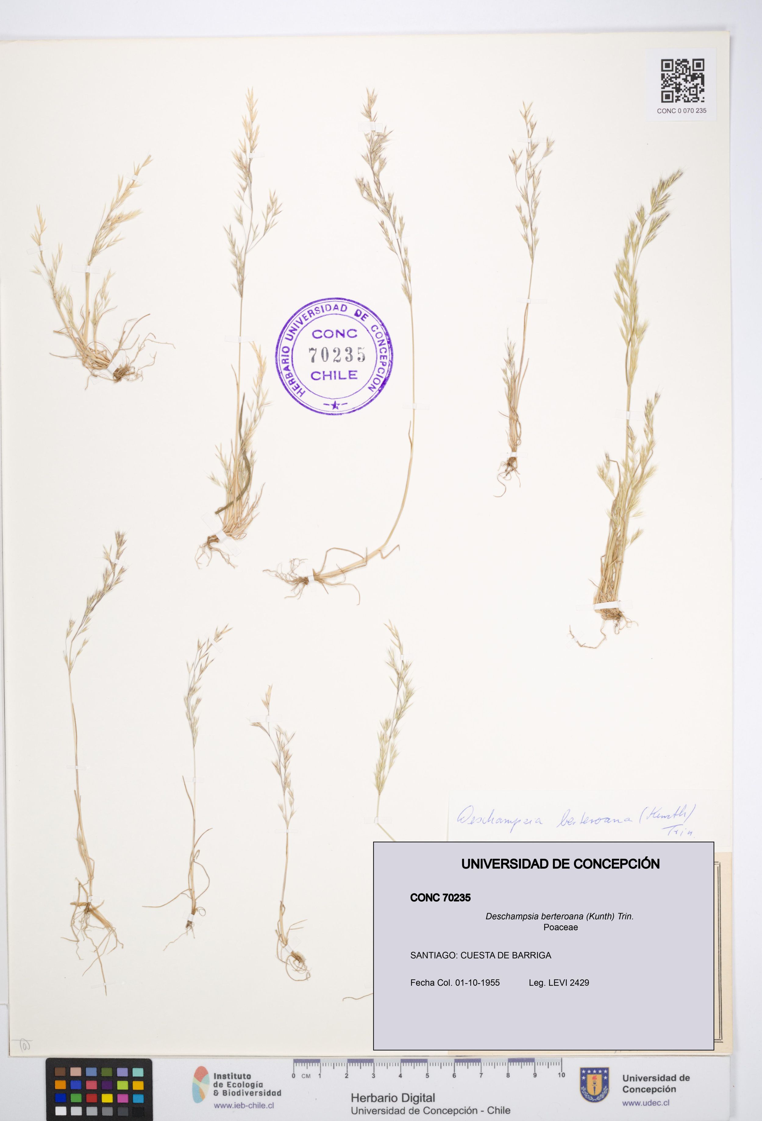 Deschampsia berteroana [Espécimen: ]