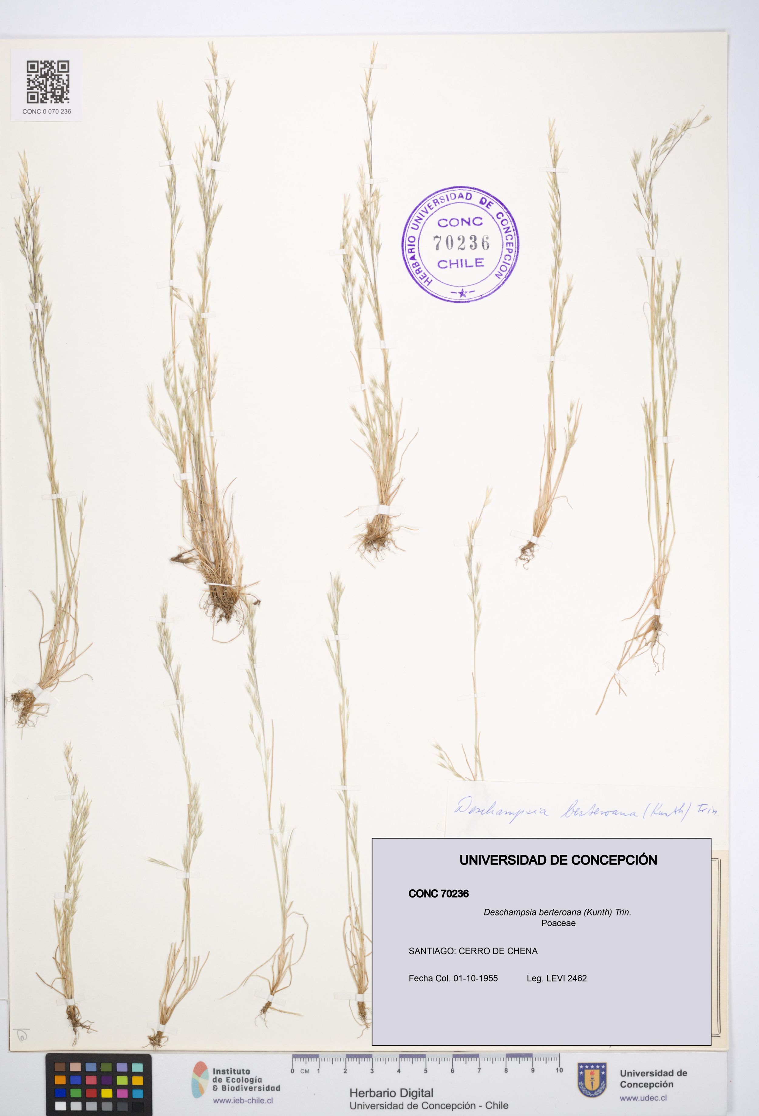 Deschampsia berteroana [Espécimen: ]