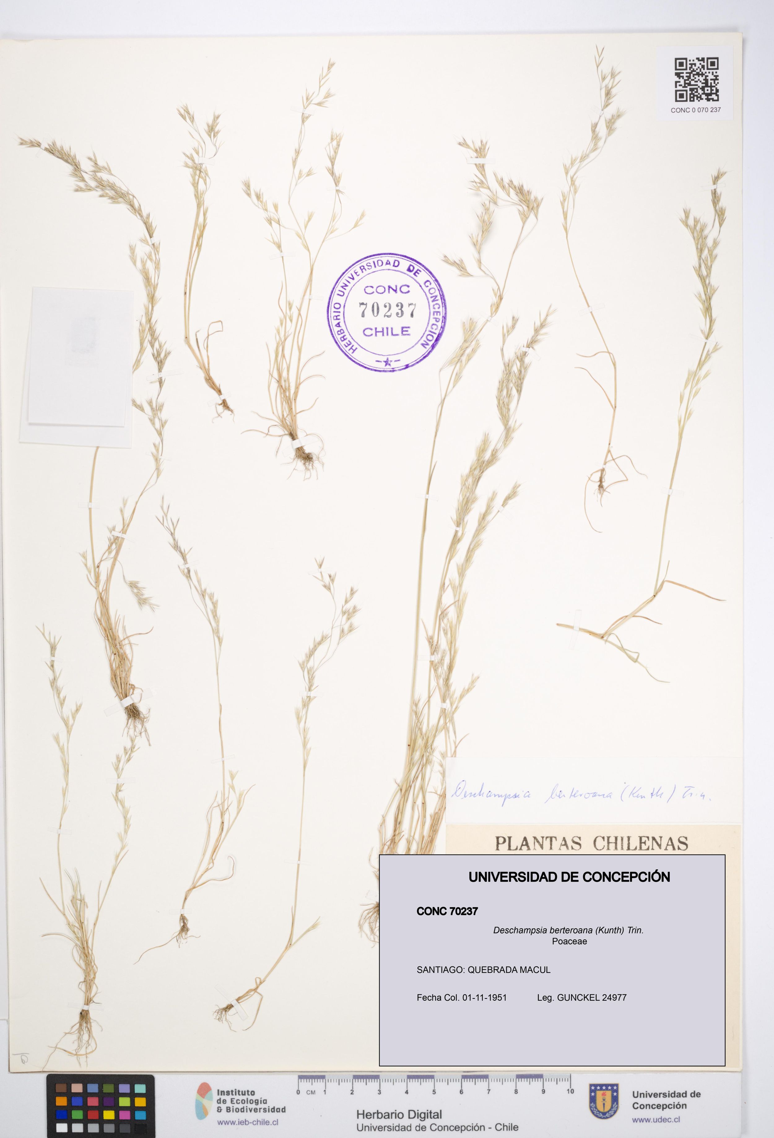 Deschampsia berteroana [Espécimen: ]
