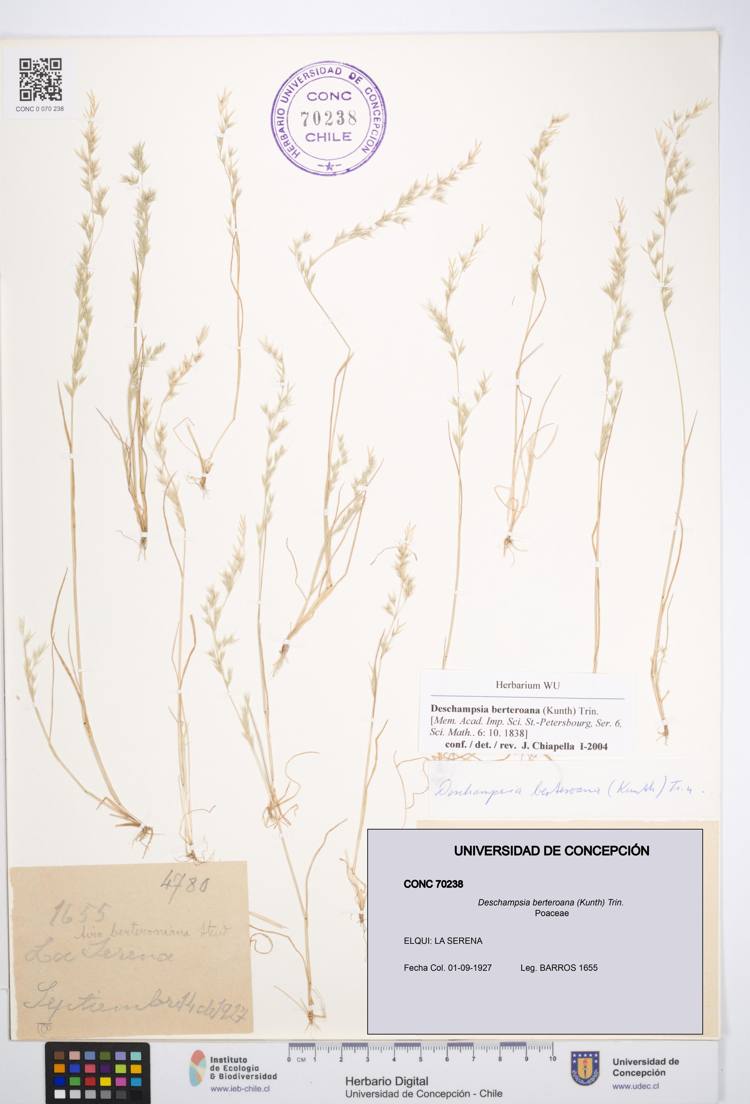 Deschampsia berteroana [Espécimen: ]