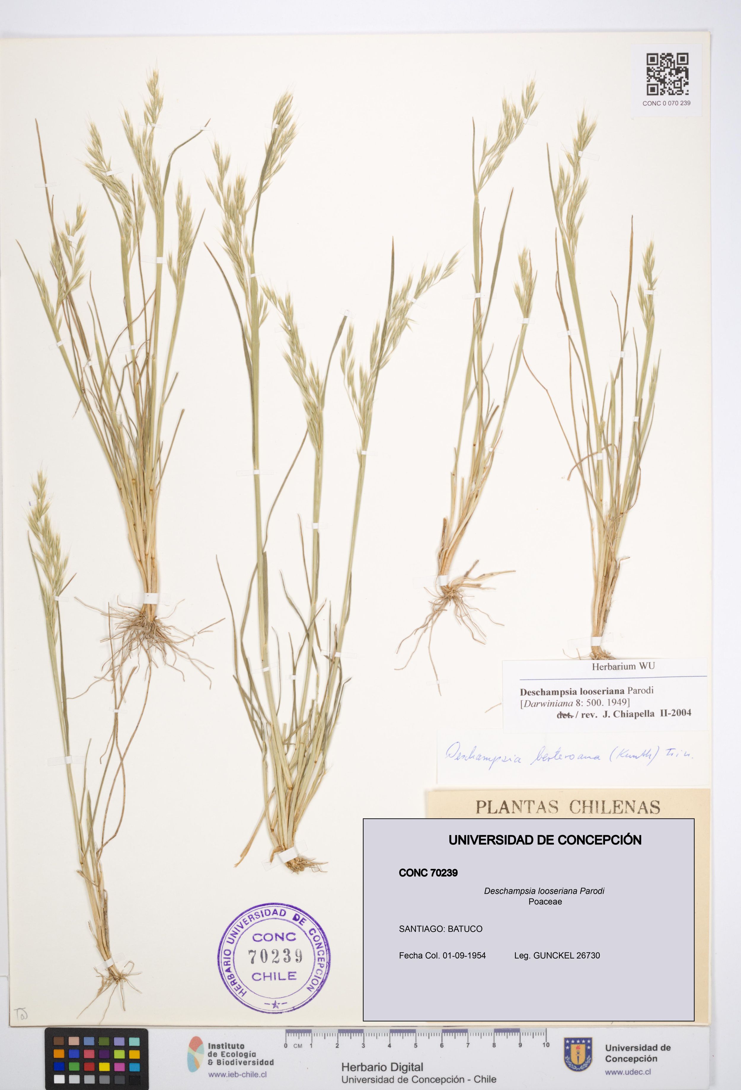 Deschampsia looseriana [Espécimen: ]