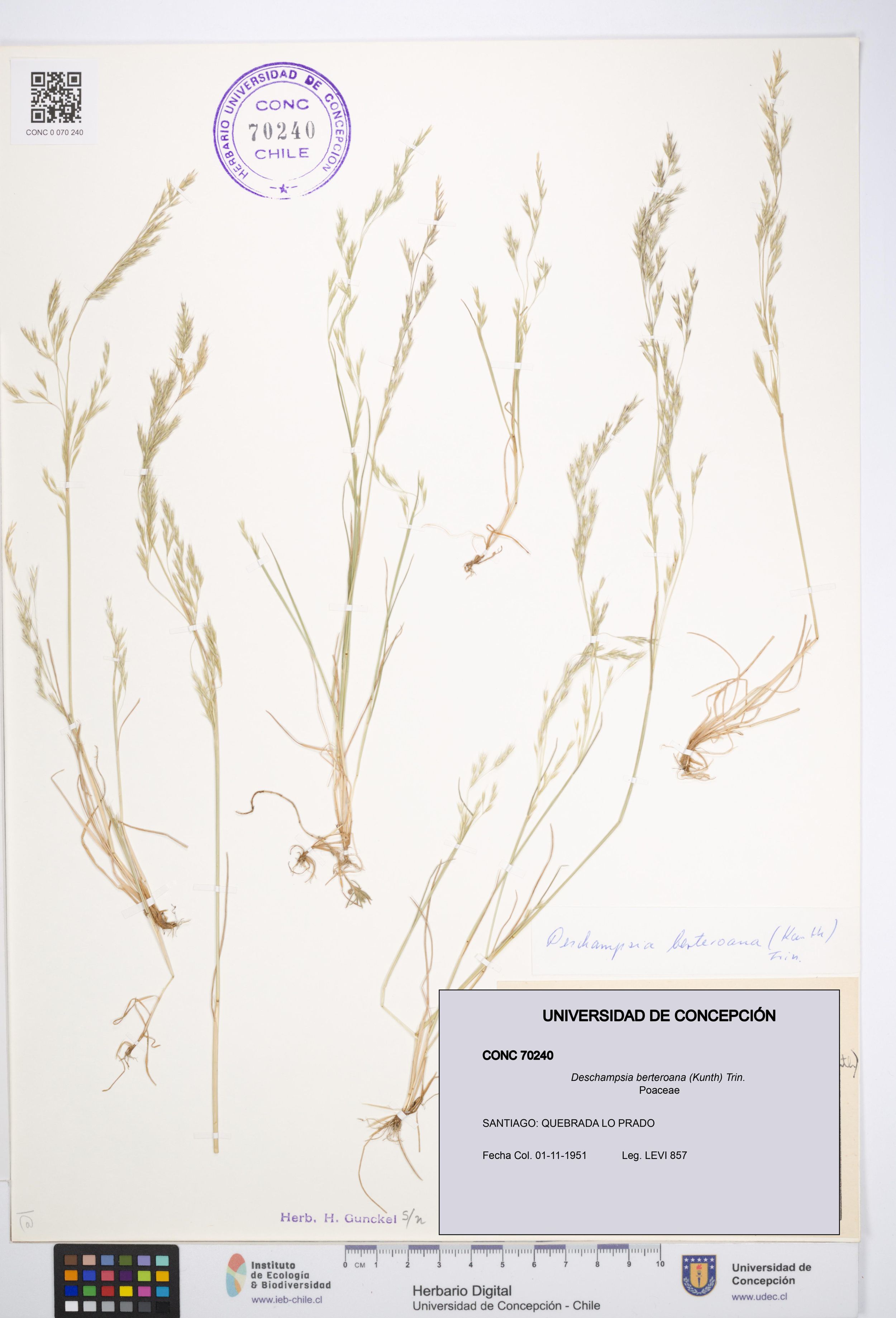 Deschampsia berteroana [Espécimen: ]