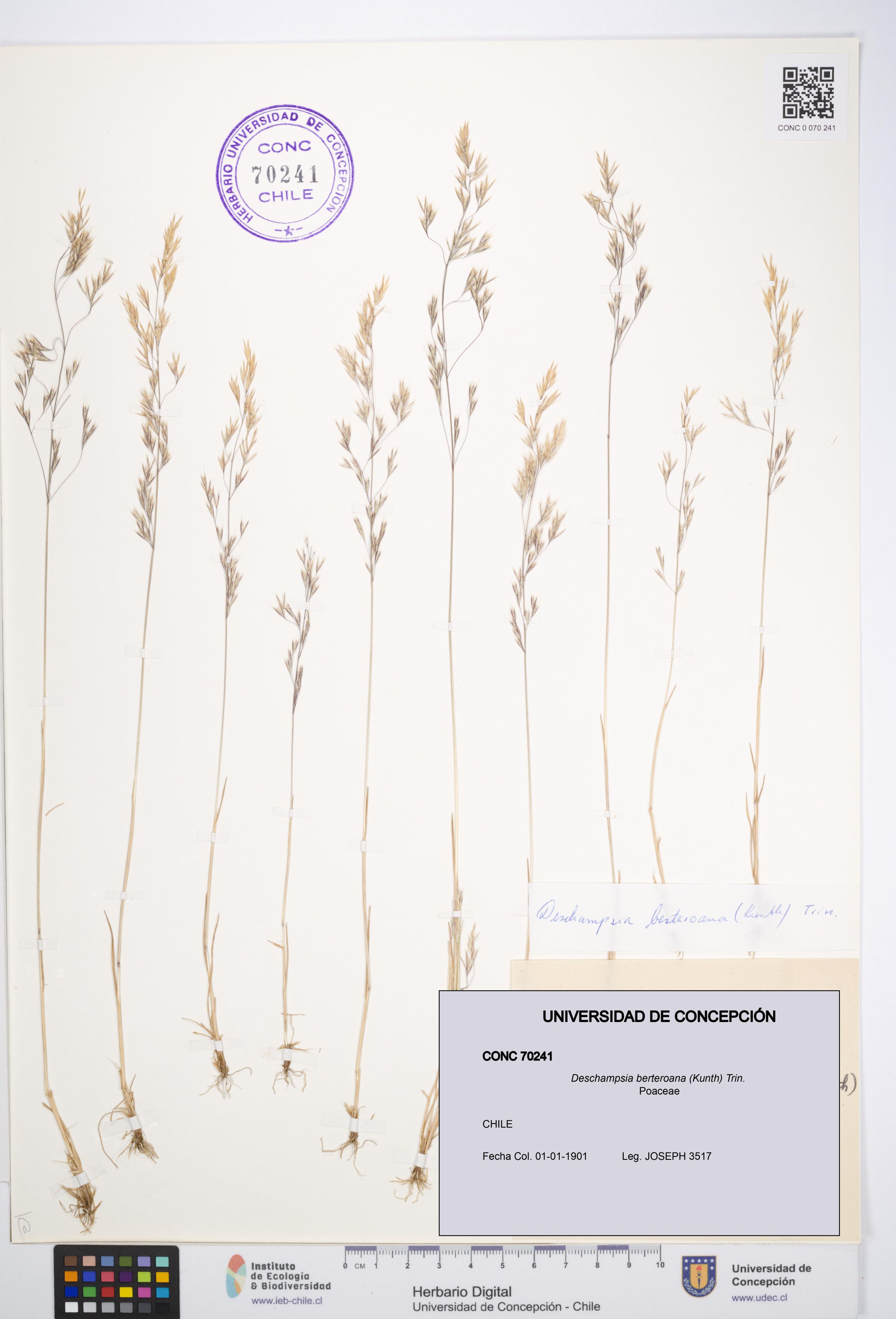Deschampsia berteroana [Espécimen: ]