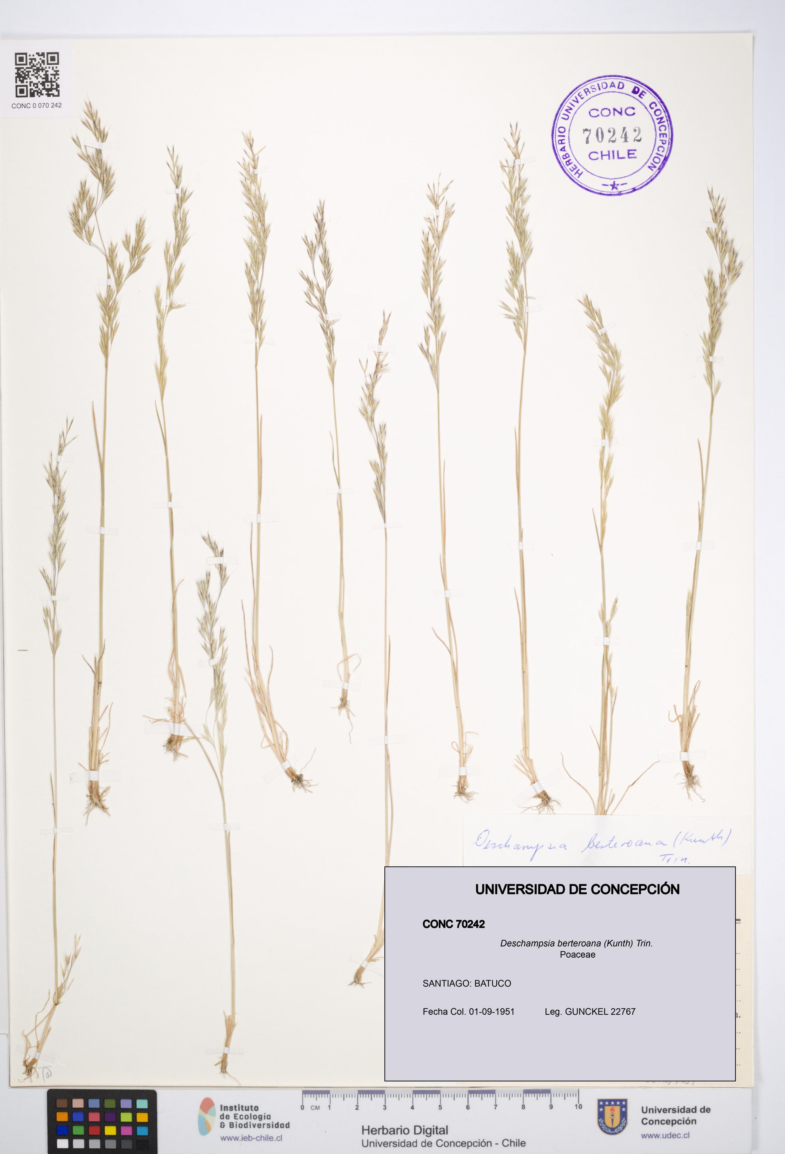 Deschampsia berteroana [Espécimen: ]