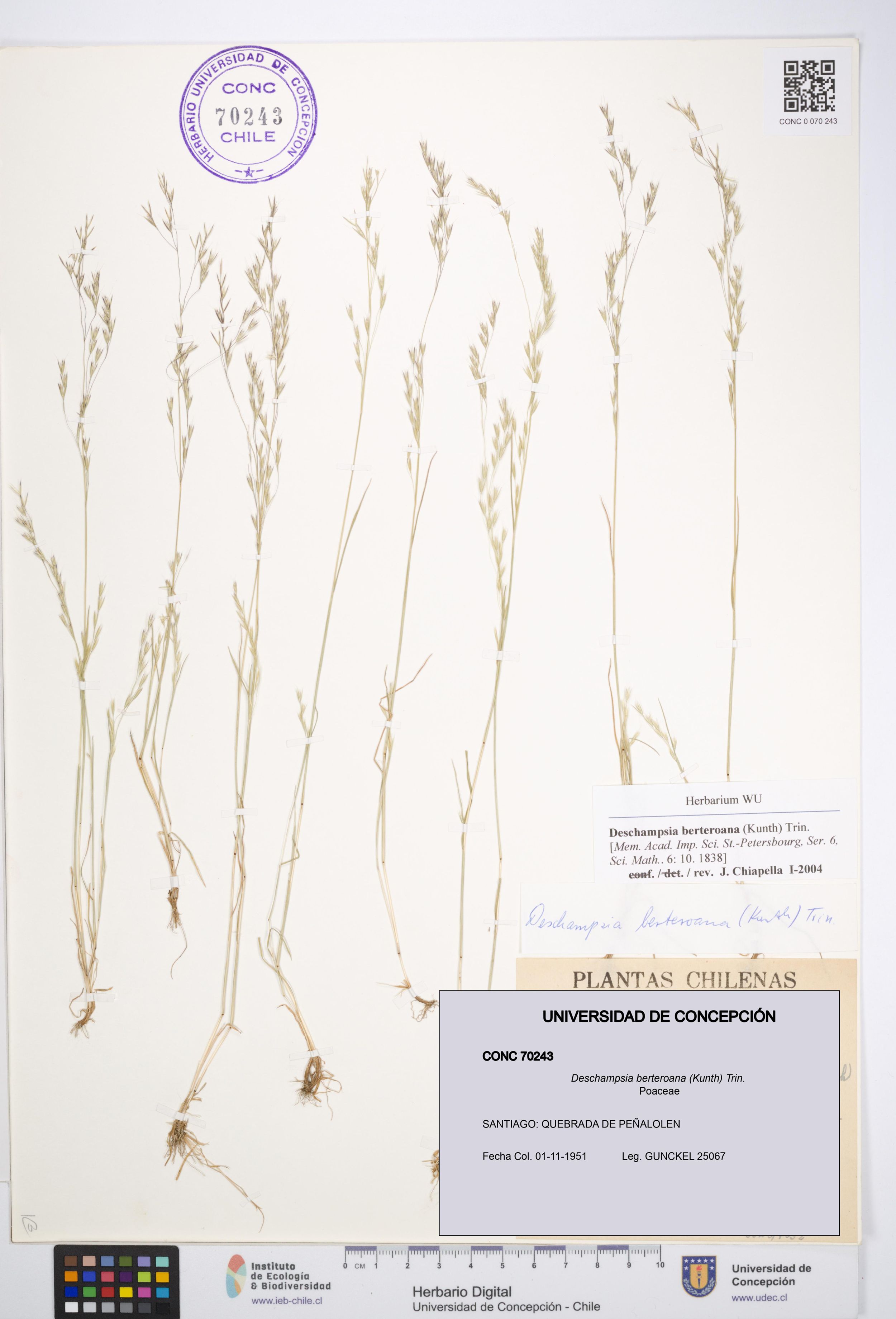 Deschampsia berteroana [Espécimen: ]