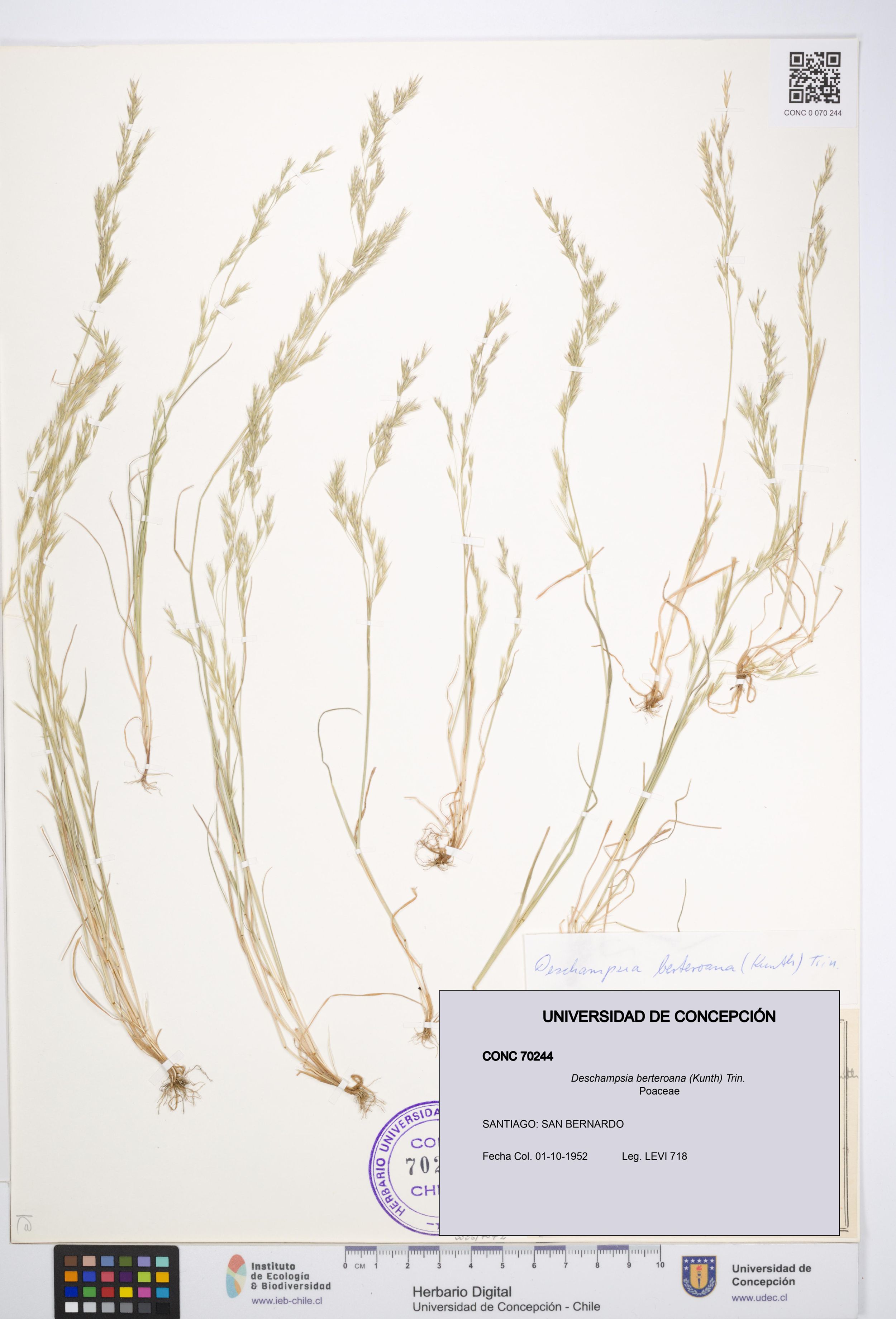 Deschampsia berteroana [Espécimen: ]