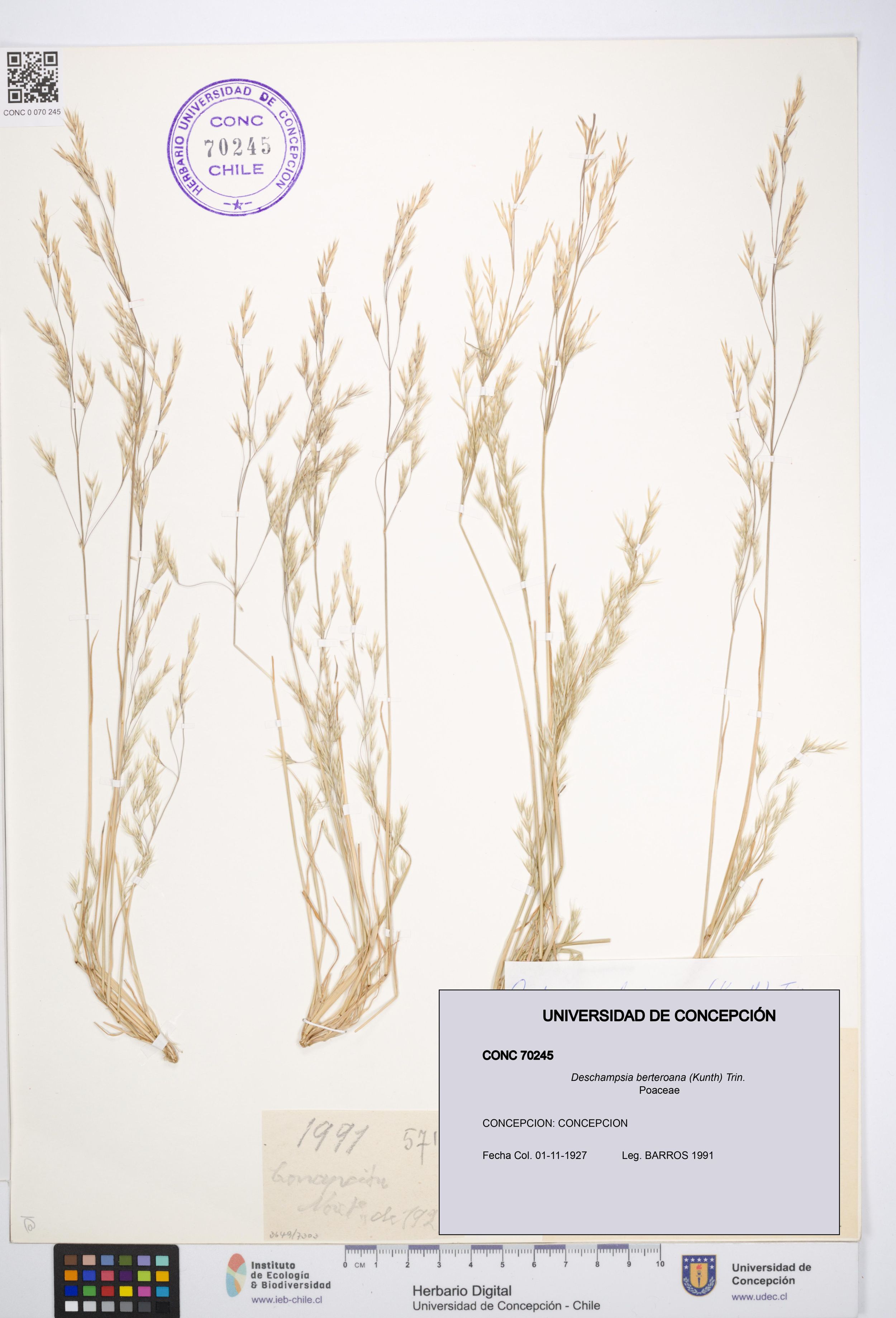 Deschampsia berteroana [Espécimen: ]