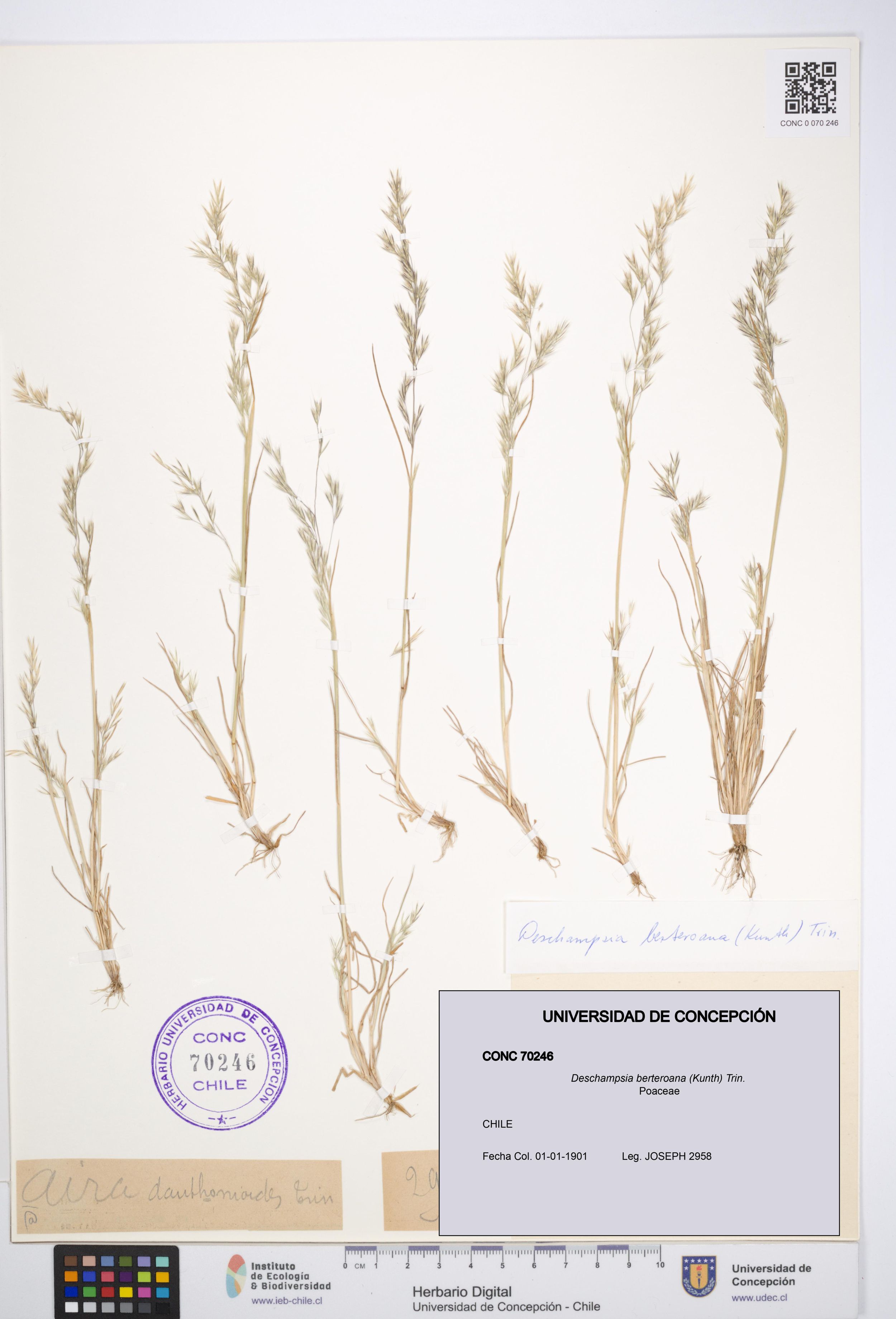 Deschampsia berteroana [Espécimen: ]