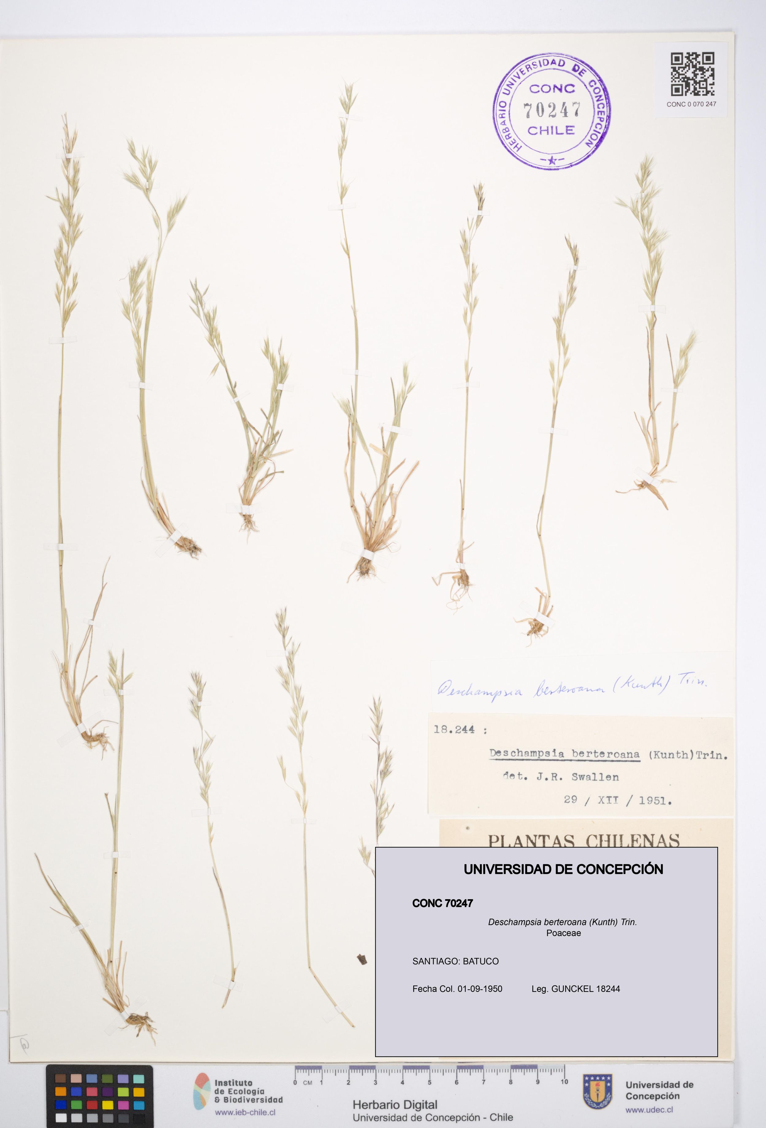 Deschampsia berteroana [Espécimen: ]