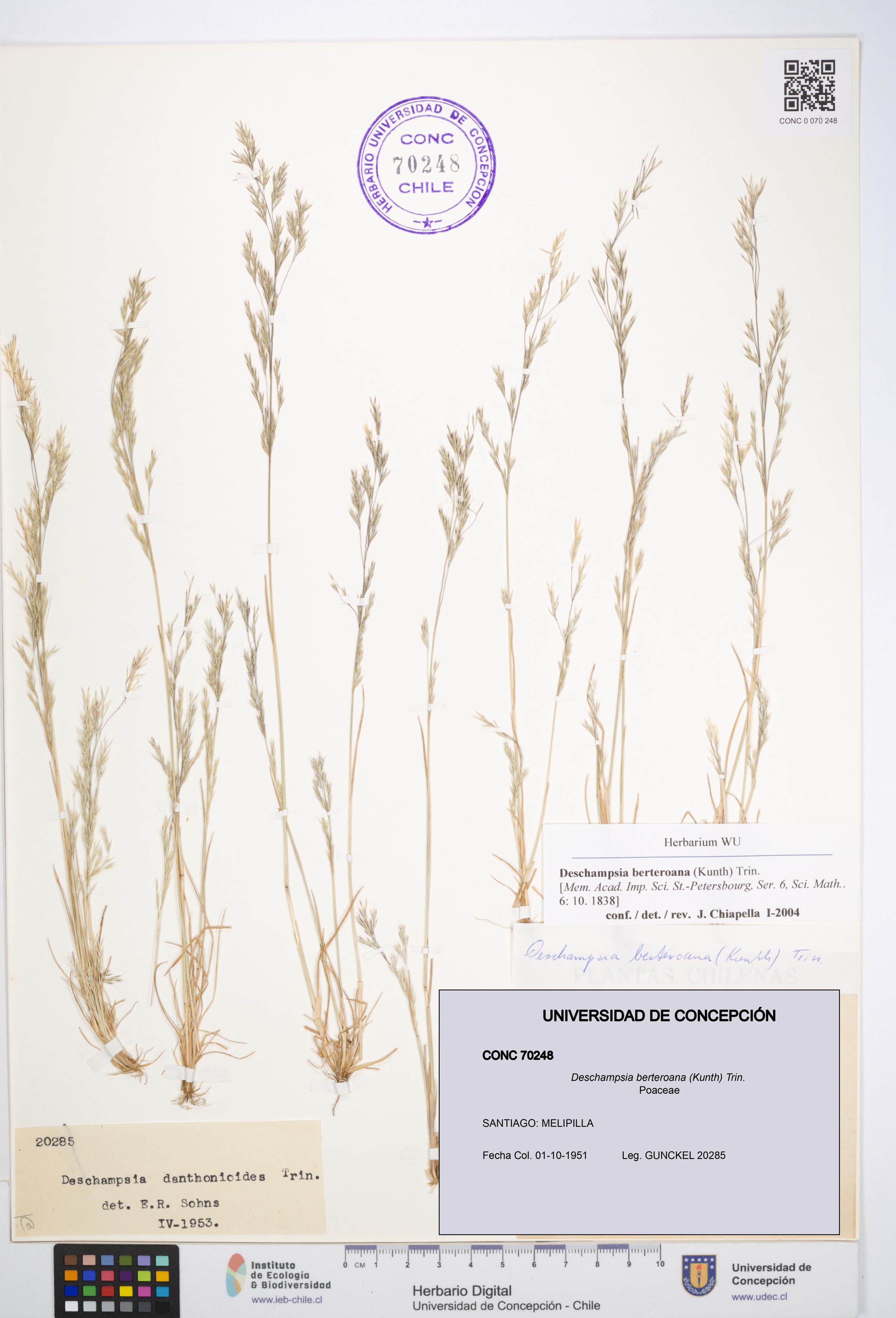 Deschampsia berteroana [Espécimen: ]